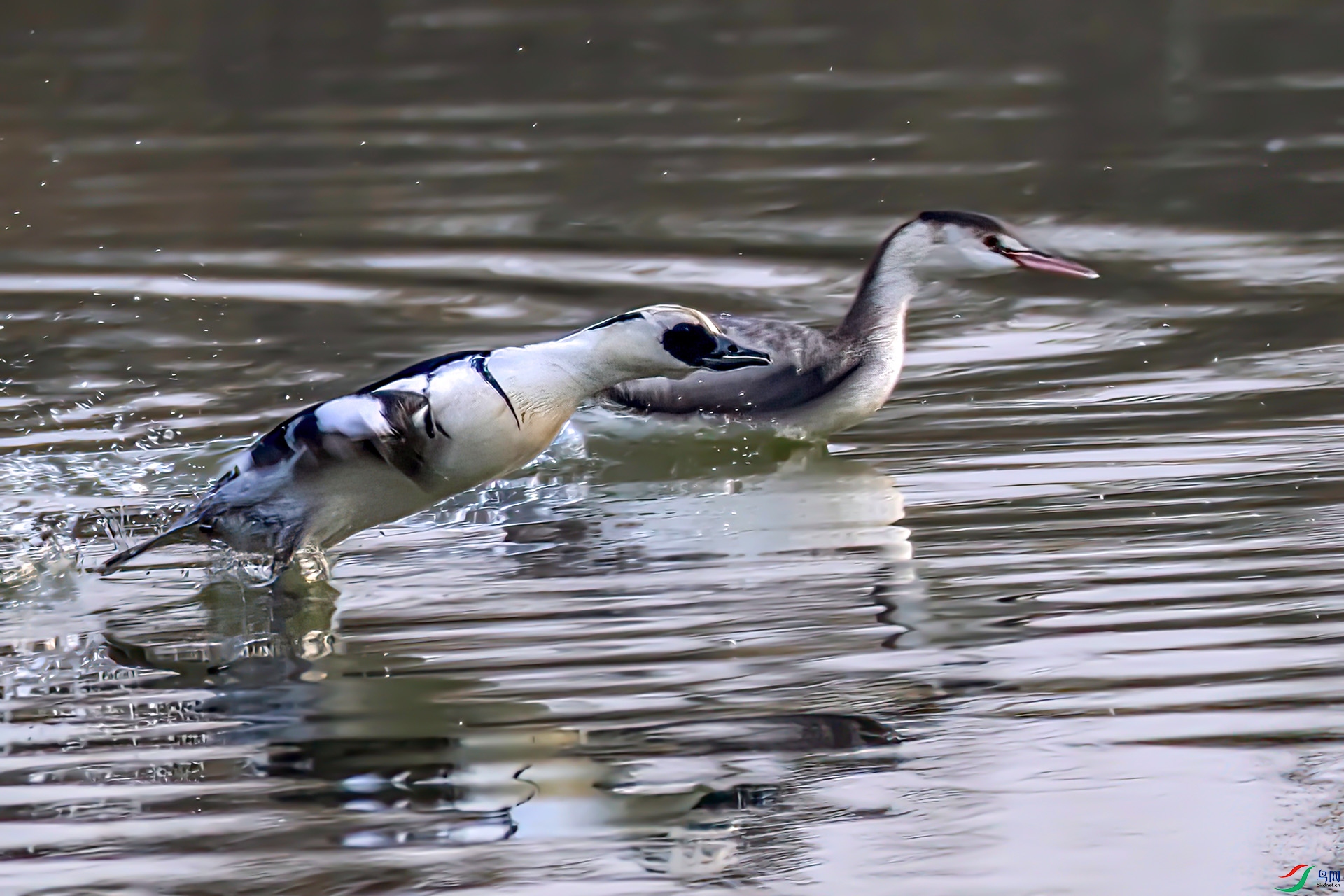 _60A9887 ����-Sha---1 .jpg