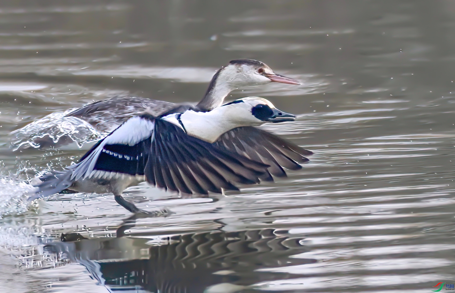 _60A9891 ����-Sh---1 .jpg