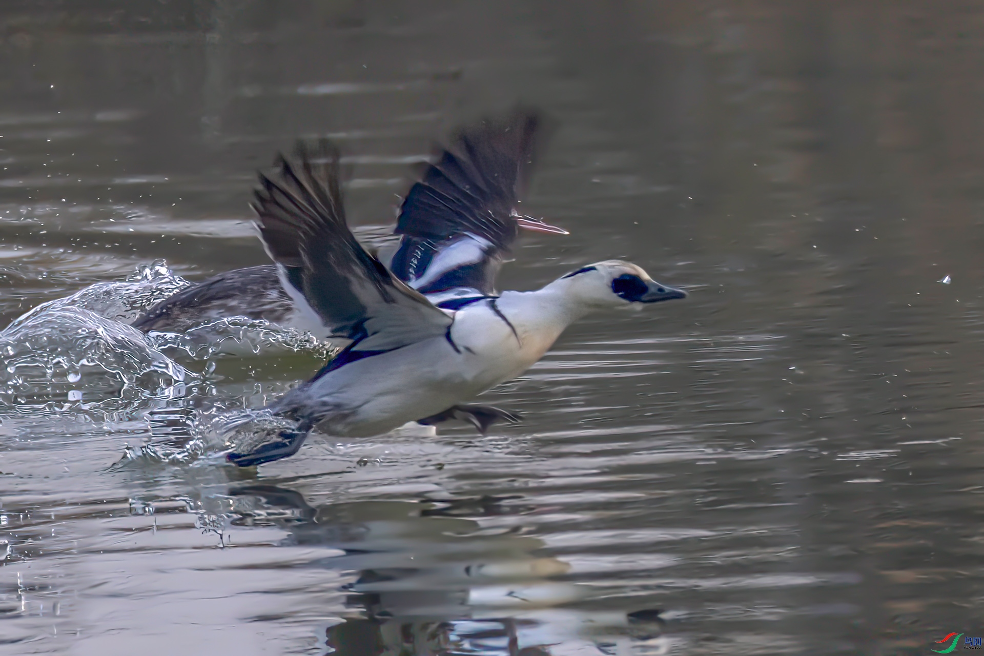 _60A9893 ����-Sha----1 .jpg