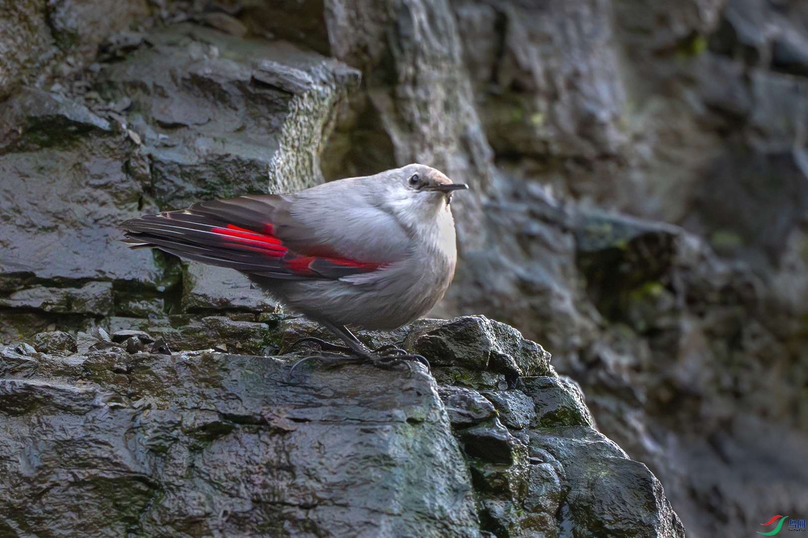 DSC_6942-����ǿ-NR ���� 2348.jpg