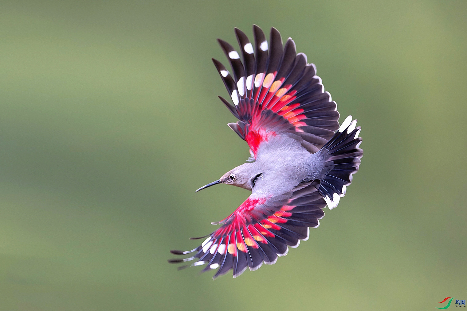 DSC_2490-����ǿ-NR ����z ����xx ����33 ����xx.jpg