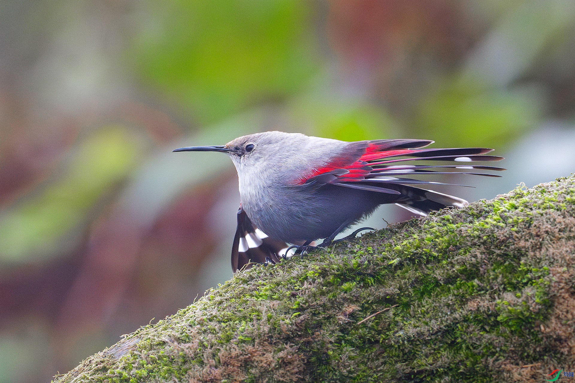 DSC_7228-����ǿ-NR-�ָ���z ����x.jpg