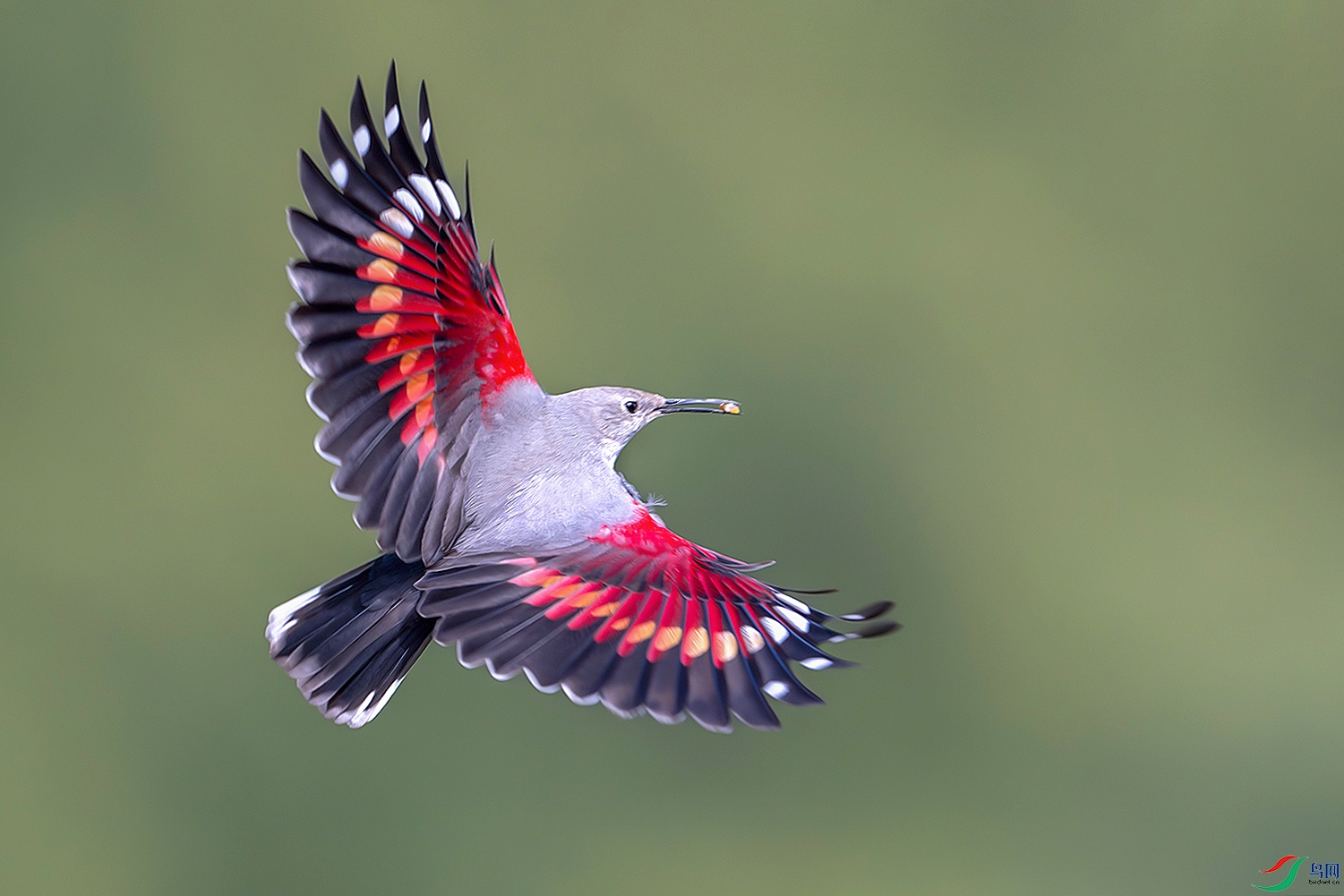 DSC_2786-����ǿ-NR ����xxx ����33 ����z.jpg