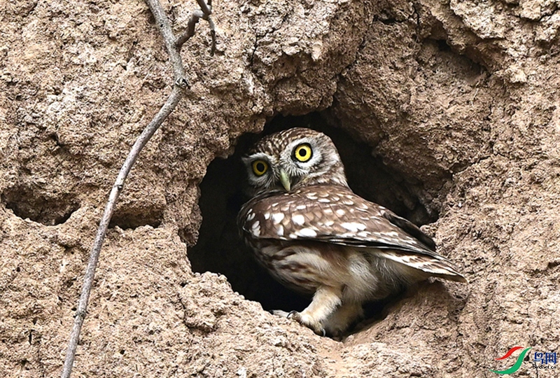 DSC_6985 - ����.JPG