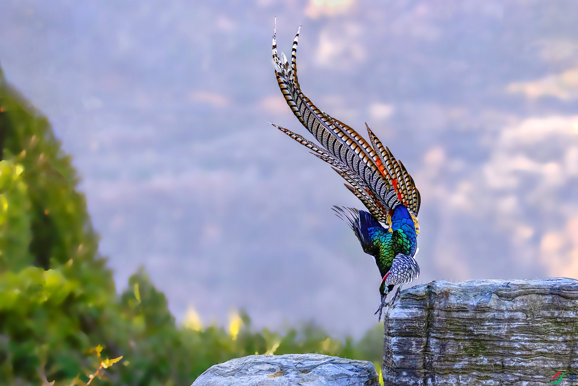 _07A4368 ����-Sha-----1+.jpg