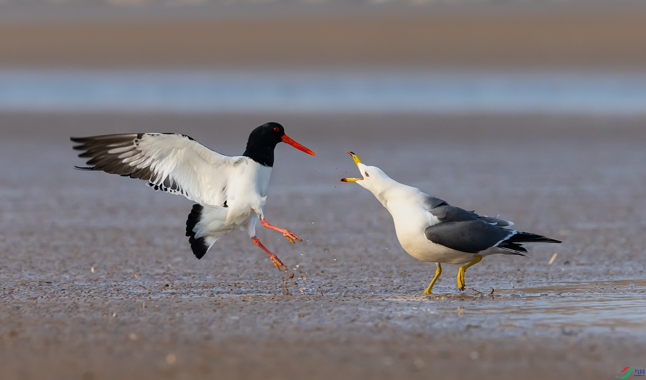 ��βŸ������