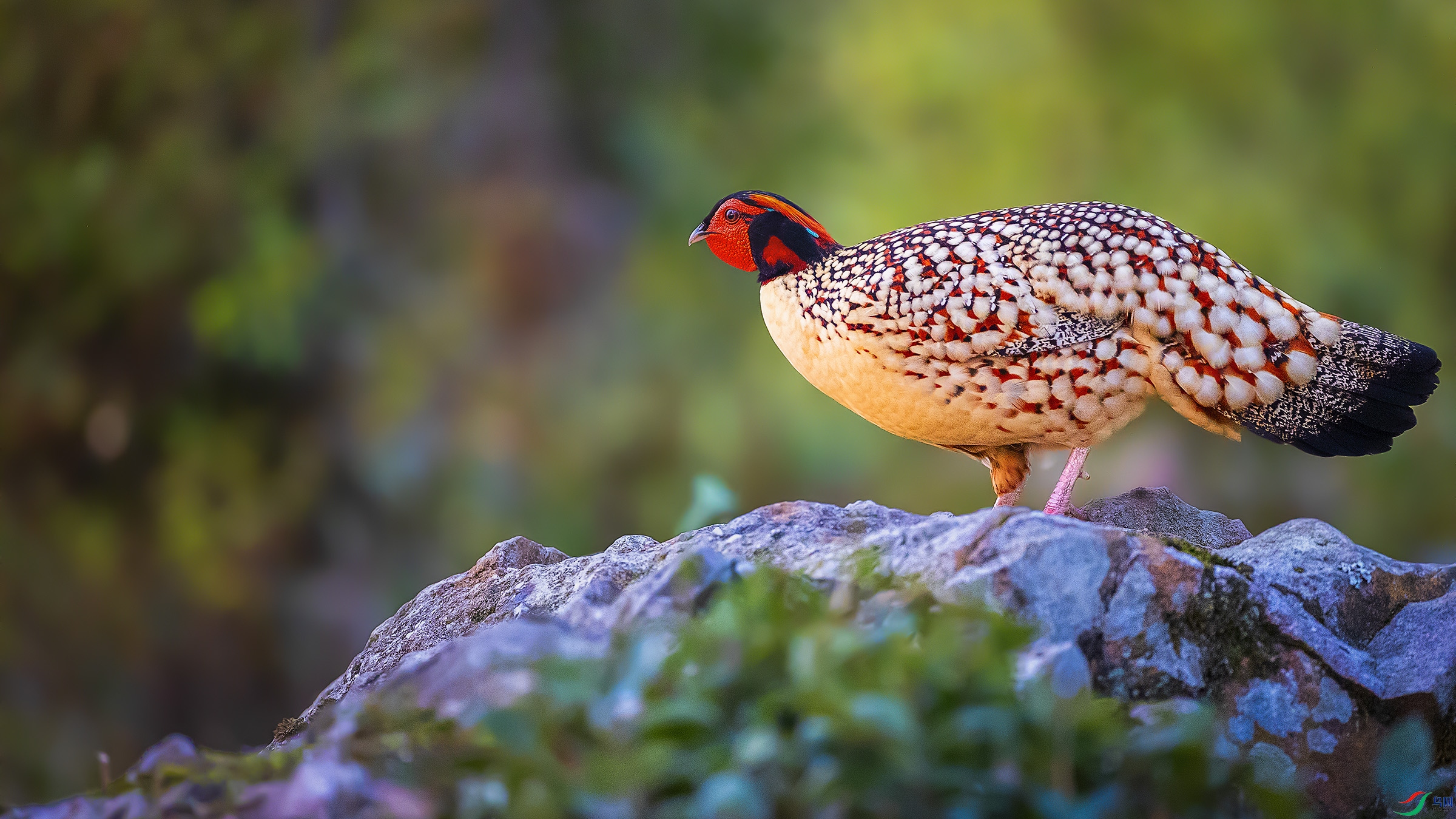 ��̬����