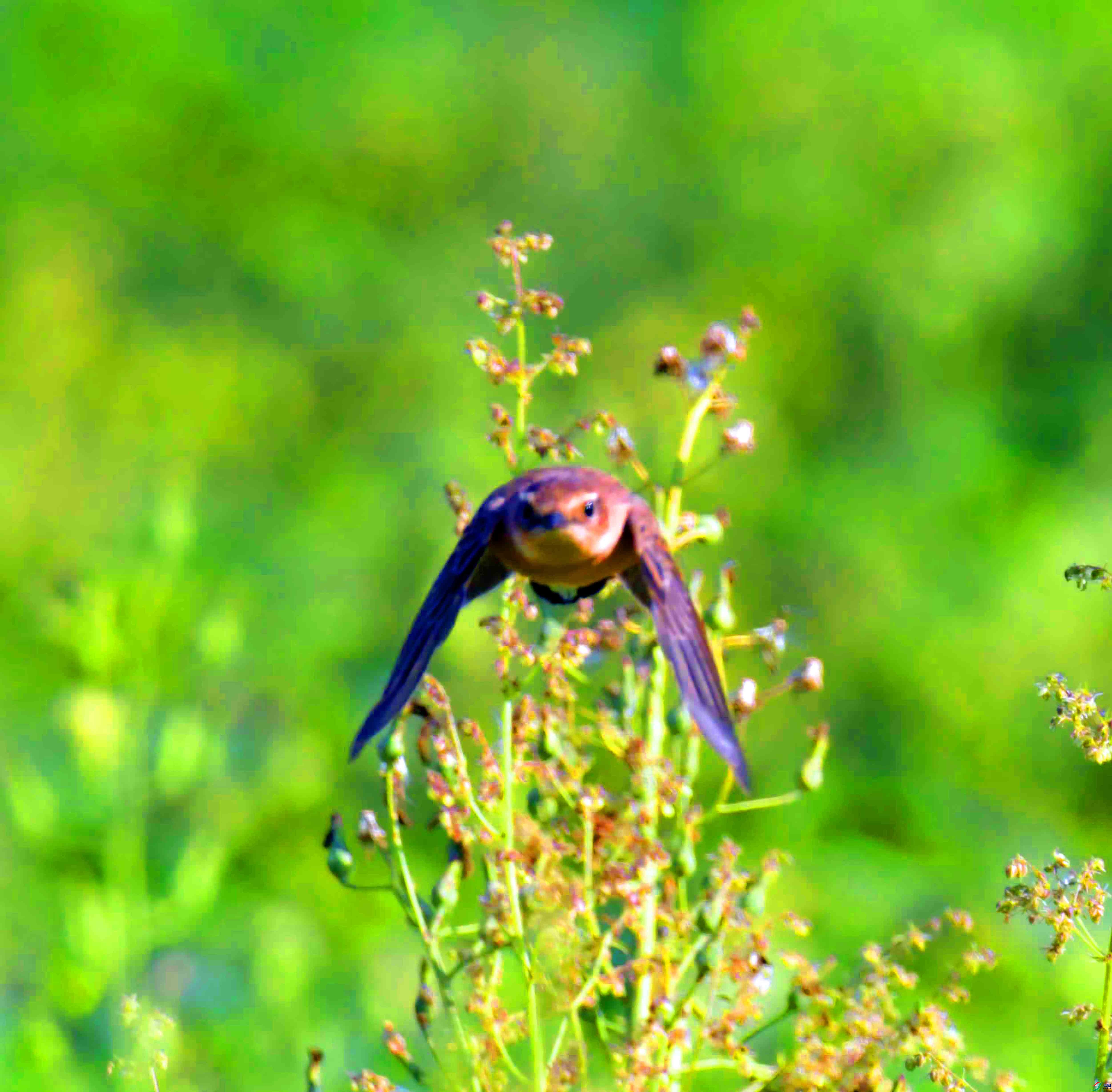 DSC_9313.JPG