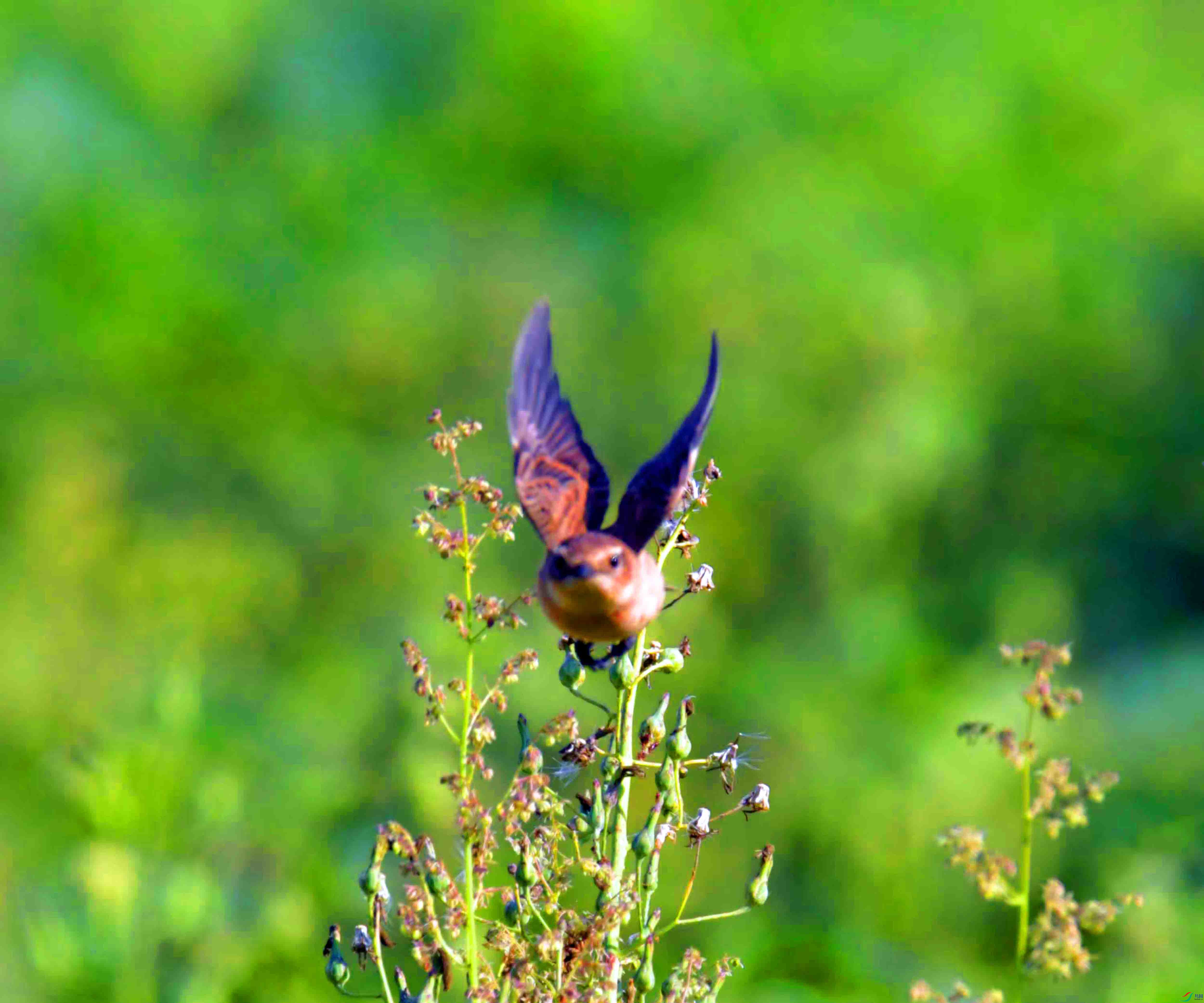 DSC_9312.JPG