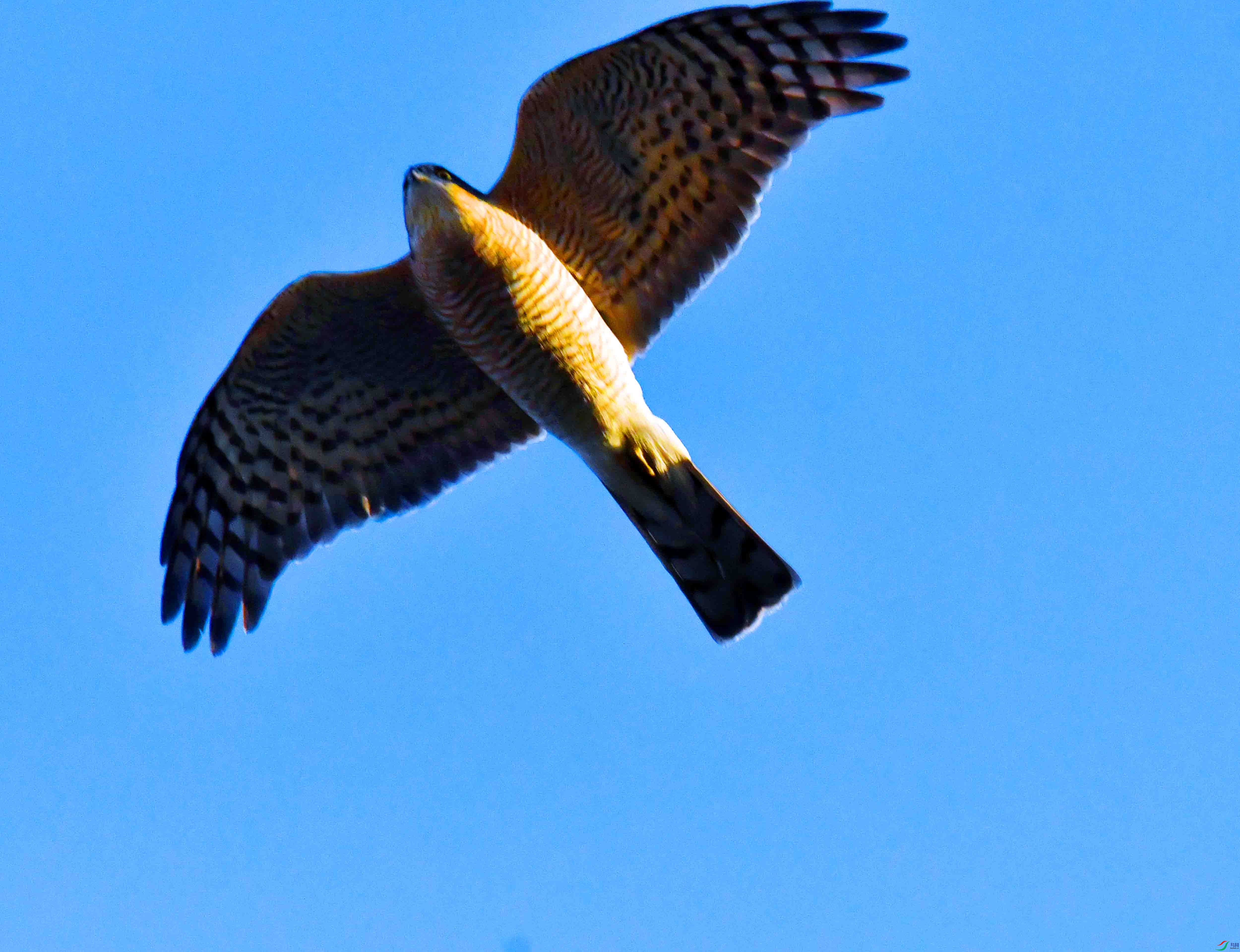 DSC_4176.JPG
