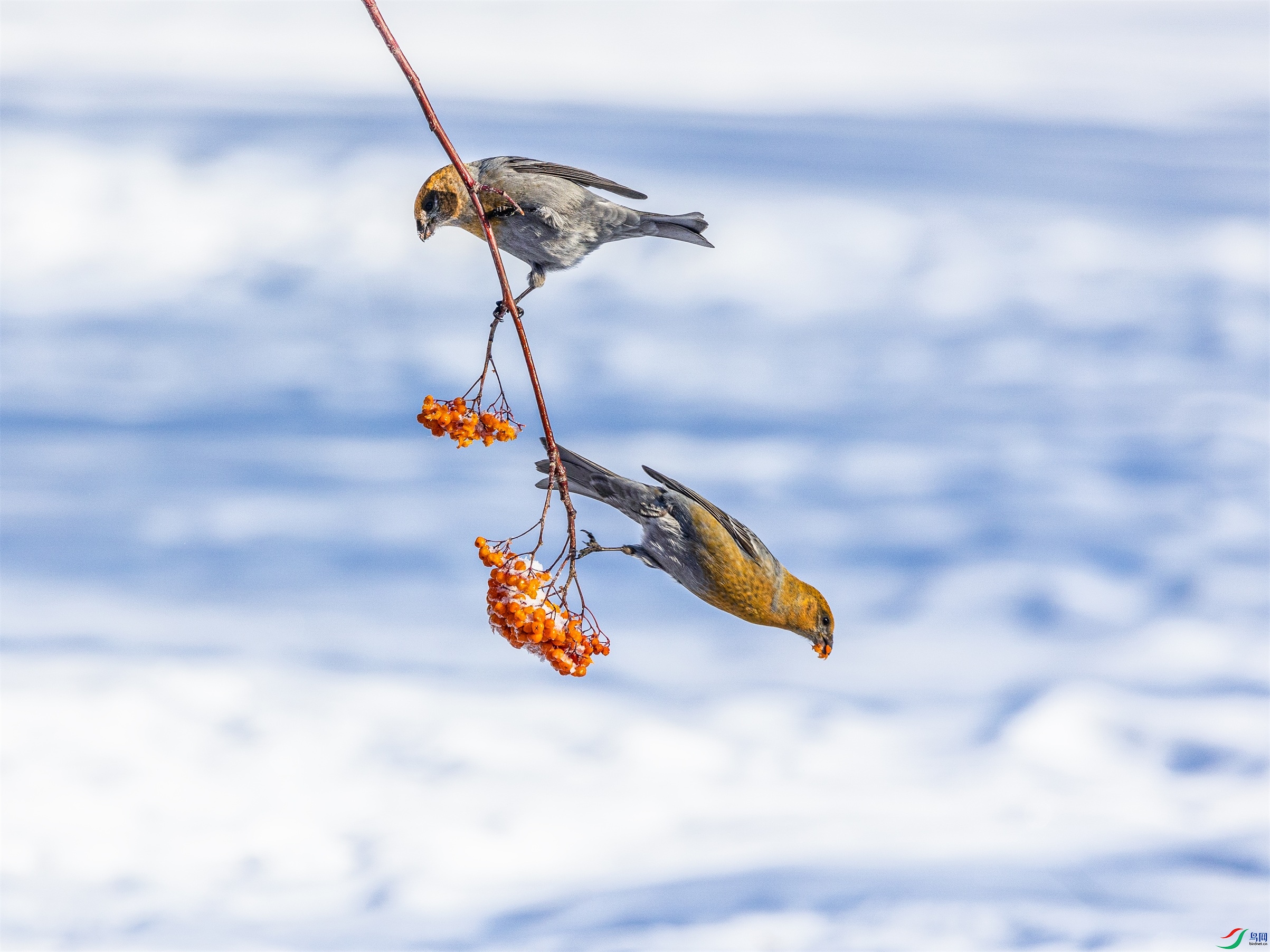 1K3A8470 ����1.jpg