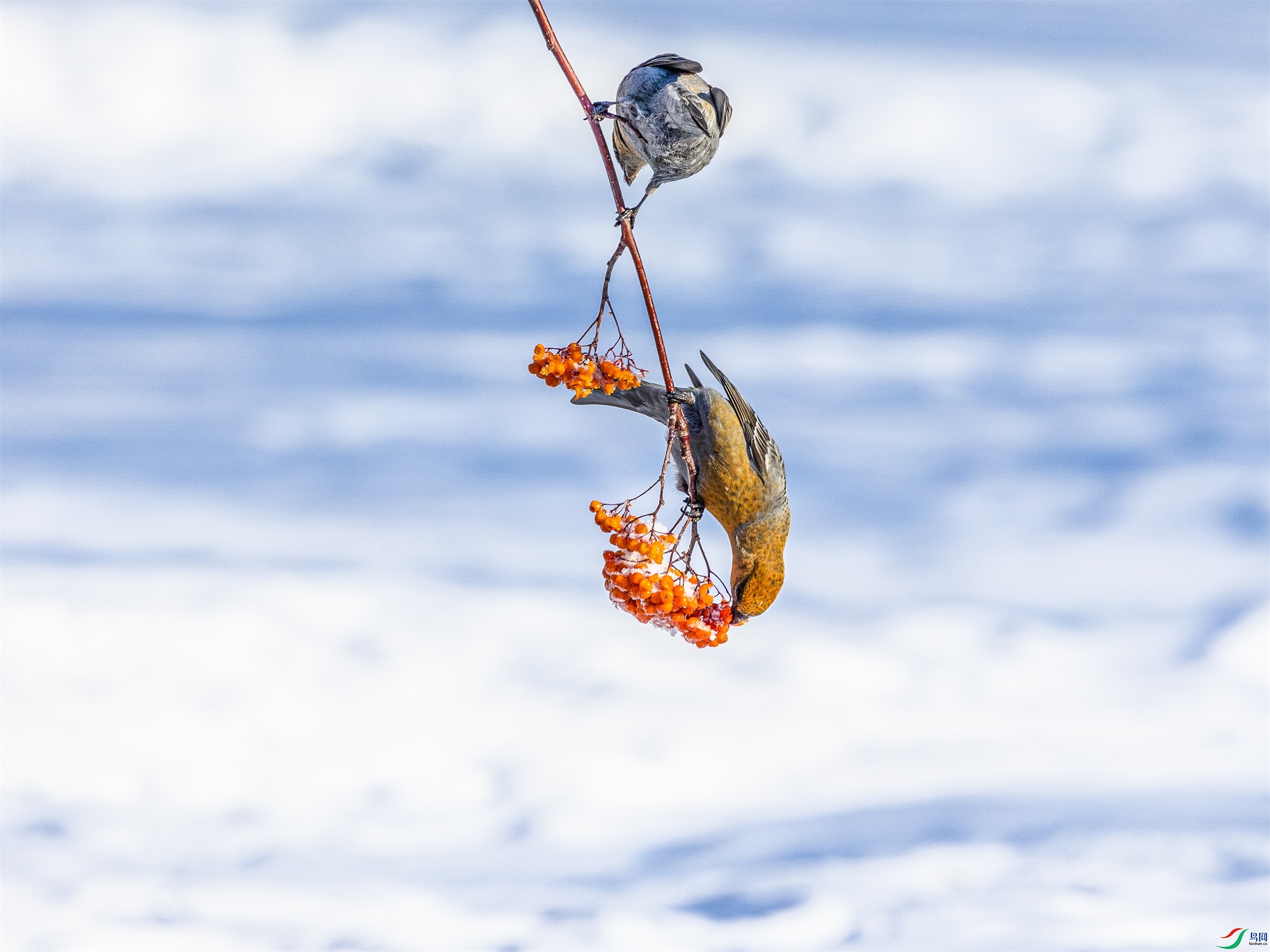 1K3A8466 ����1.jpg