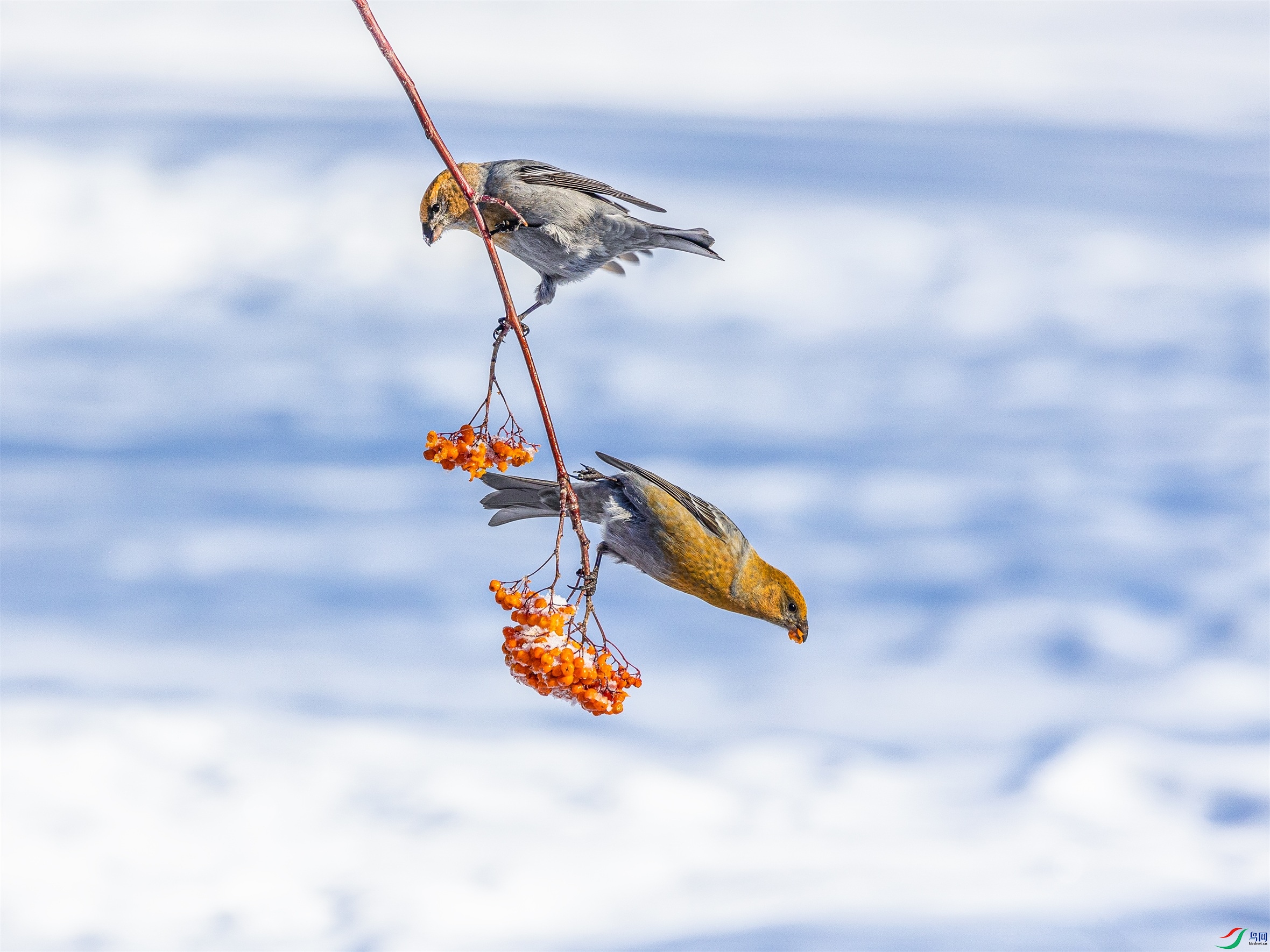 1K3A8469 ����1.jpg