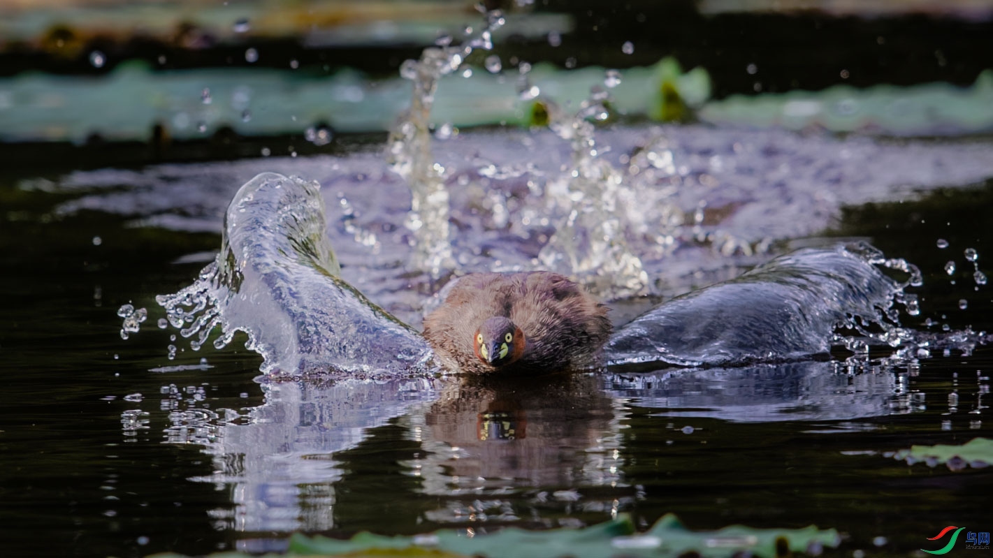 AR2I0968-CR2_DxO_DeepPRIMEXD-1.jpg