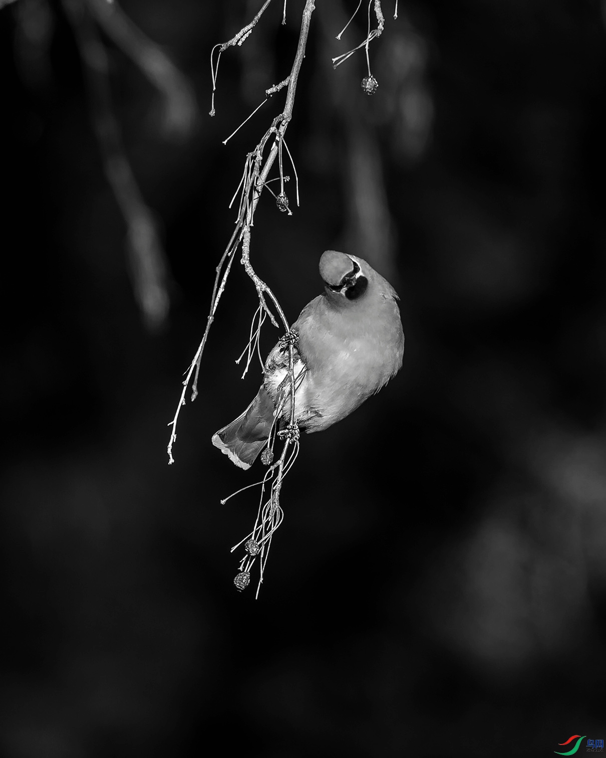 _DSC40380.jpg
