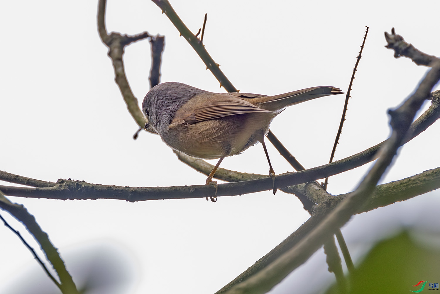 2I1A4443-����ǿ-NR ����.jpg