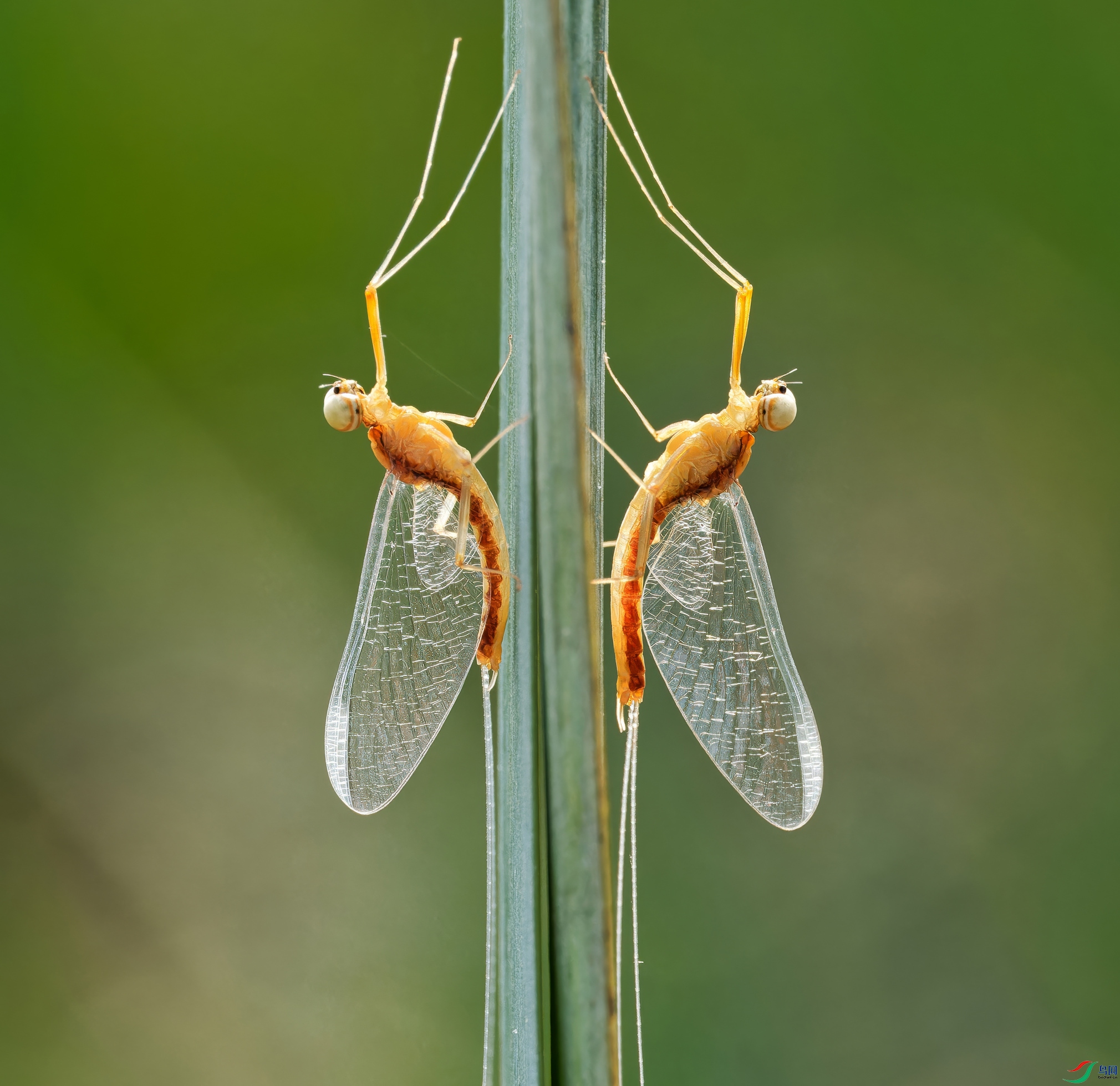 -PB092671_DxO-topaz-sharpen-upscale-2x_����.jpg