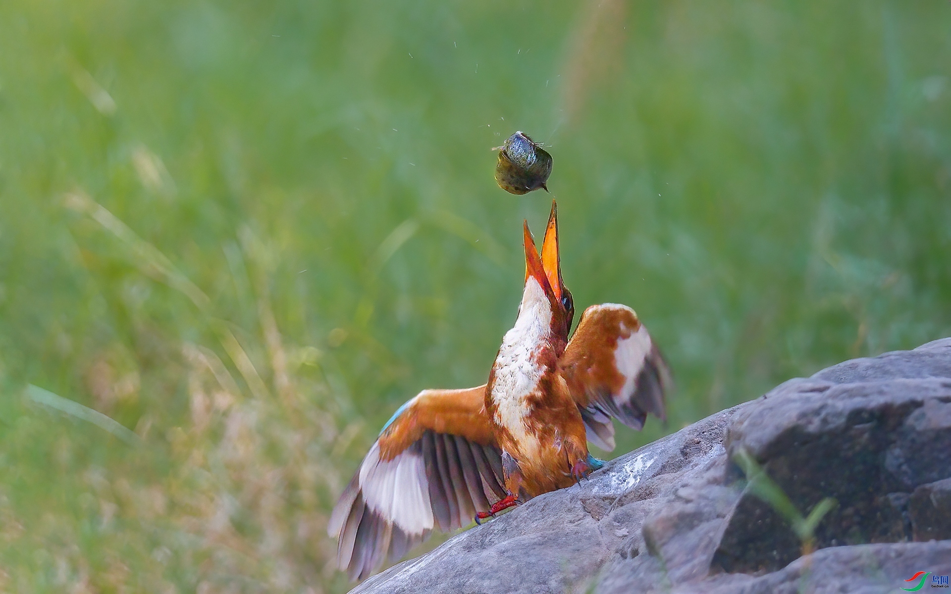 3.10�ƽ�Ҷ��ʦ��Ʒ   �ѿڶ�����ף���ٻ����Ѿ�����.jpg