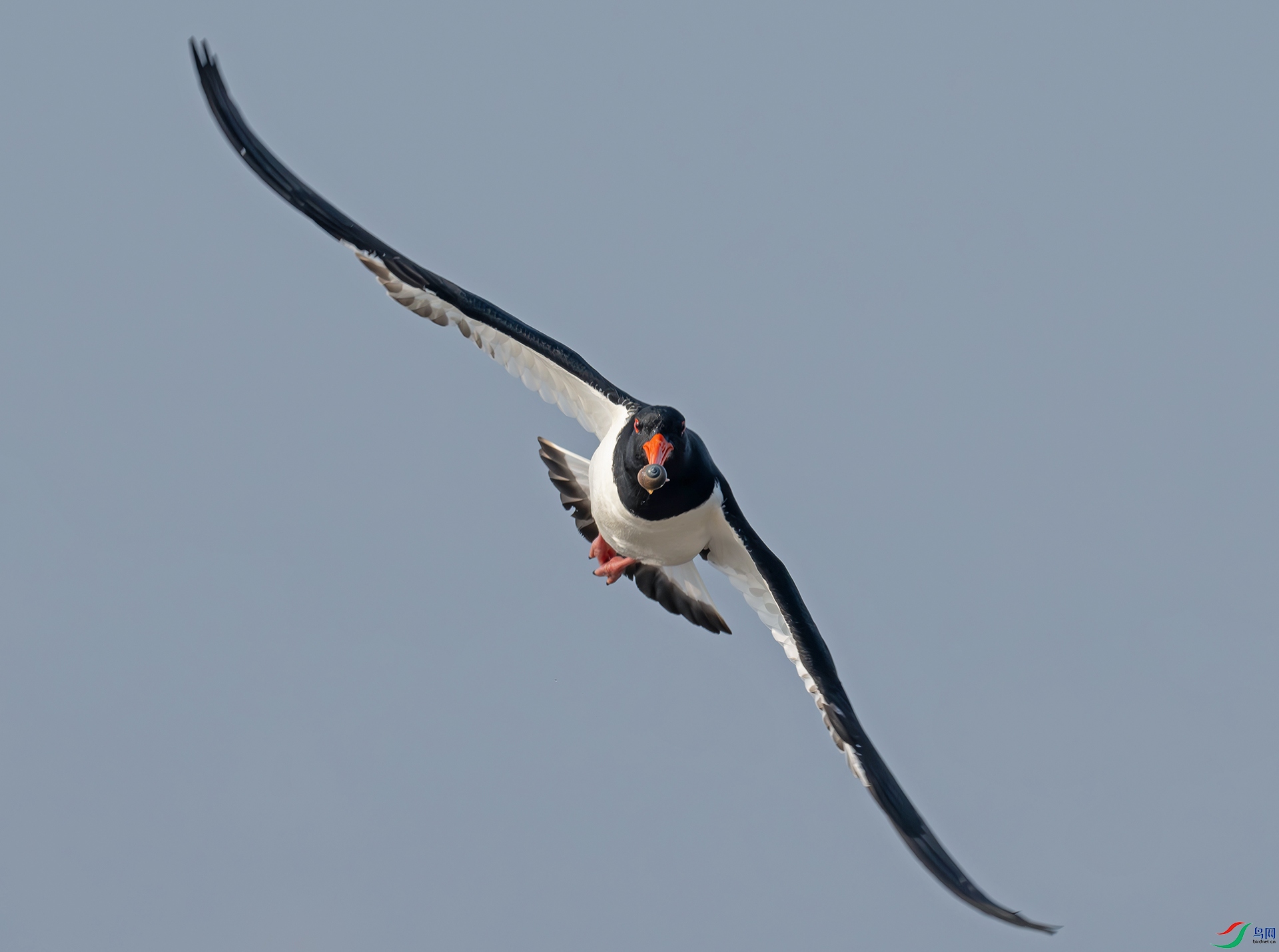 DSC_8219d.jpg