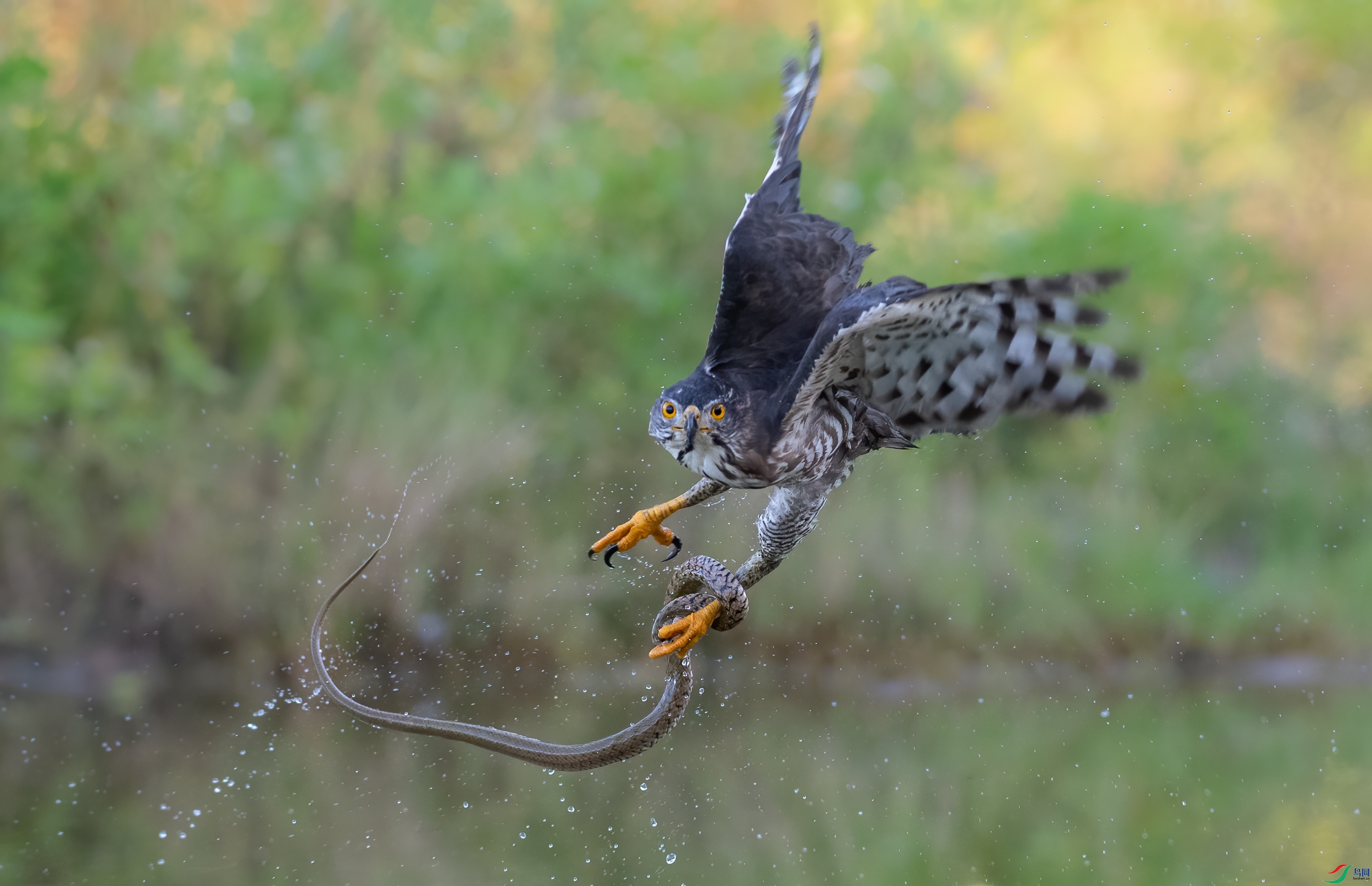 DSC_0896-1.jpg