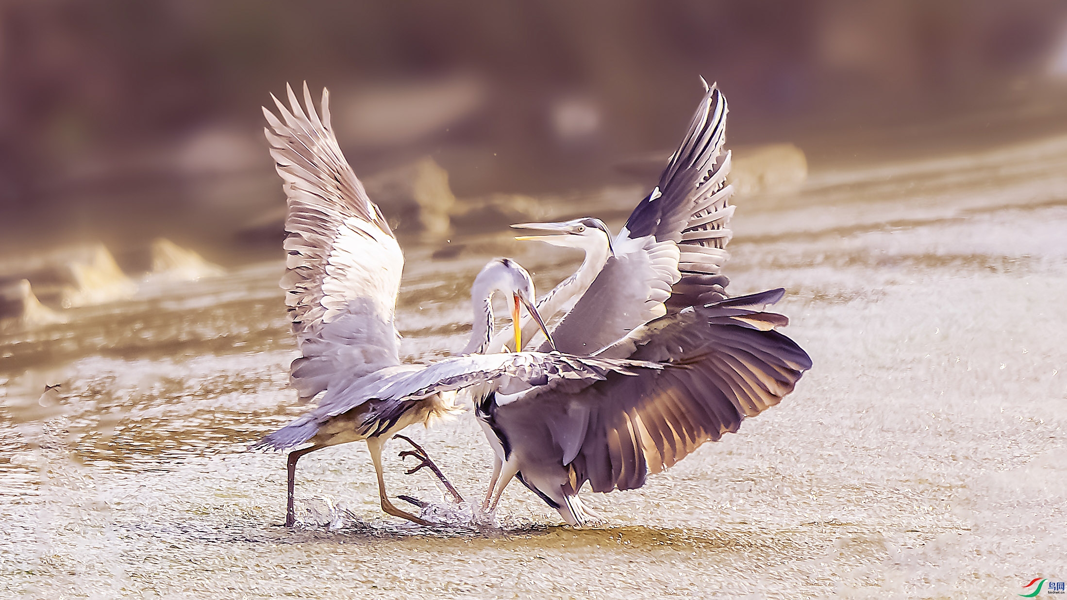 _DSC5451-����ǿ-NR ���� 2.jpg