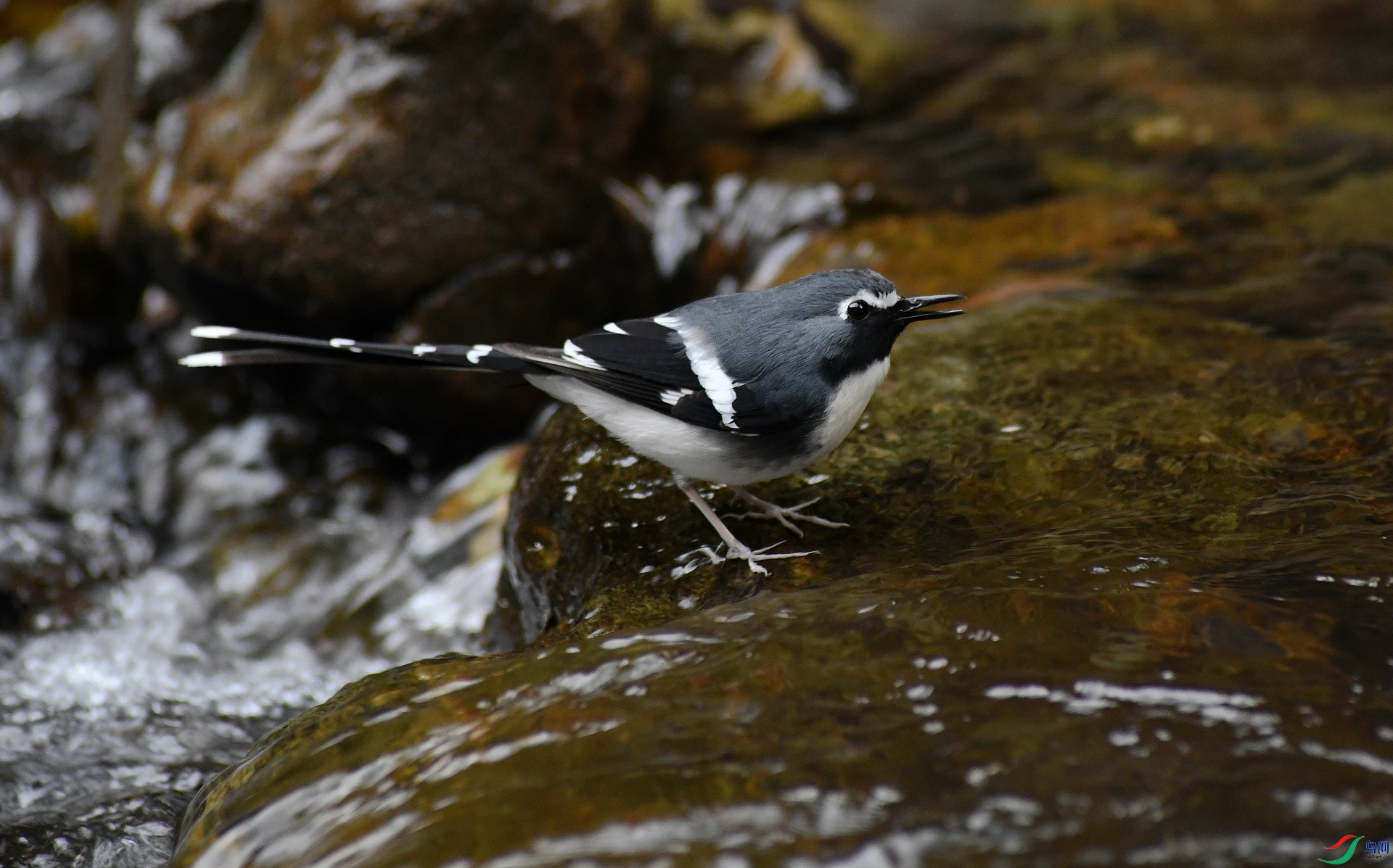 DSC_4604.jpg