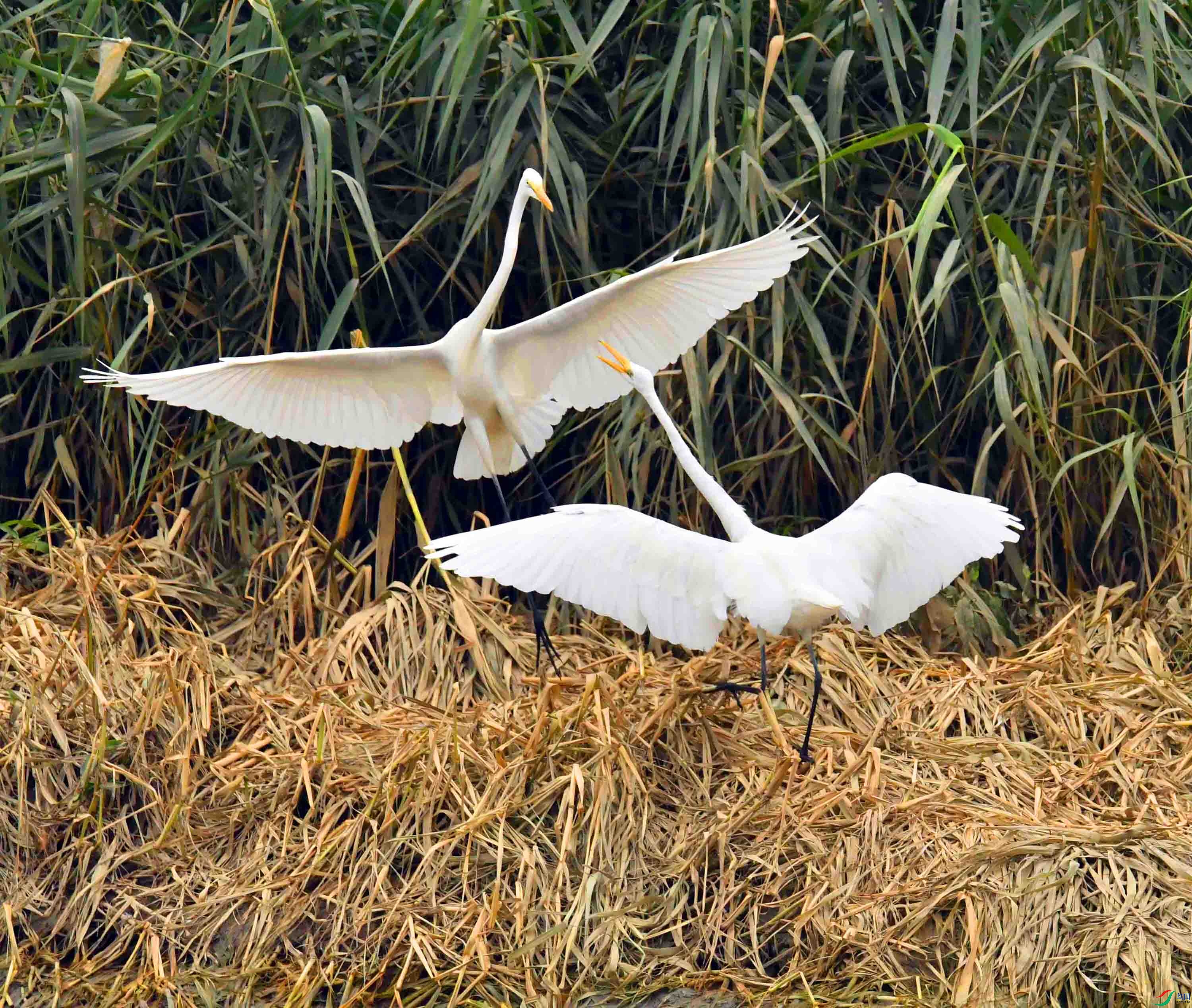 DSC_8933.JPG