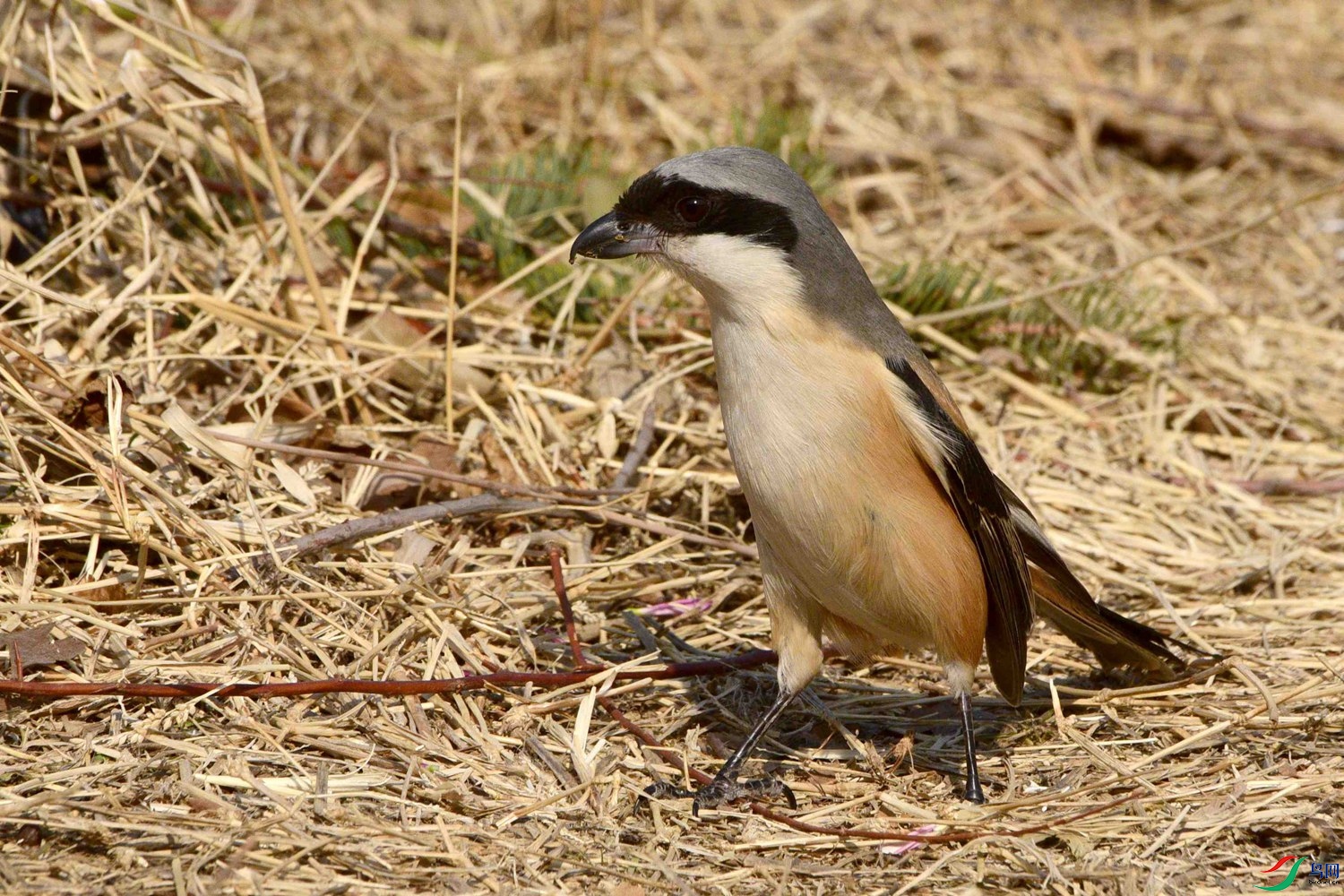 DSC_2262.JPG