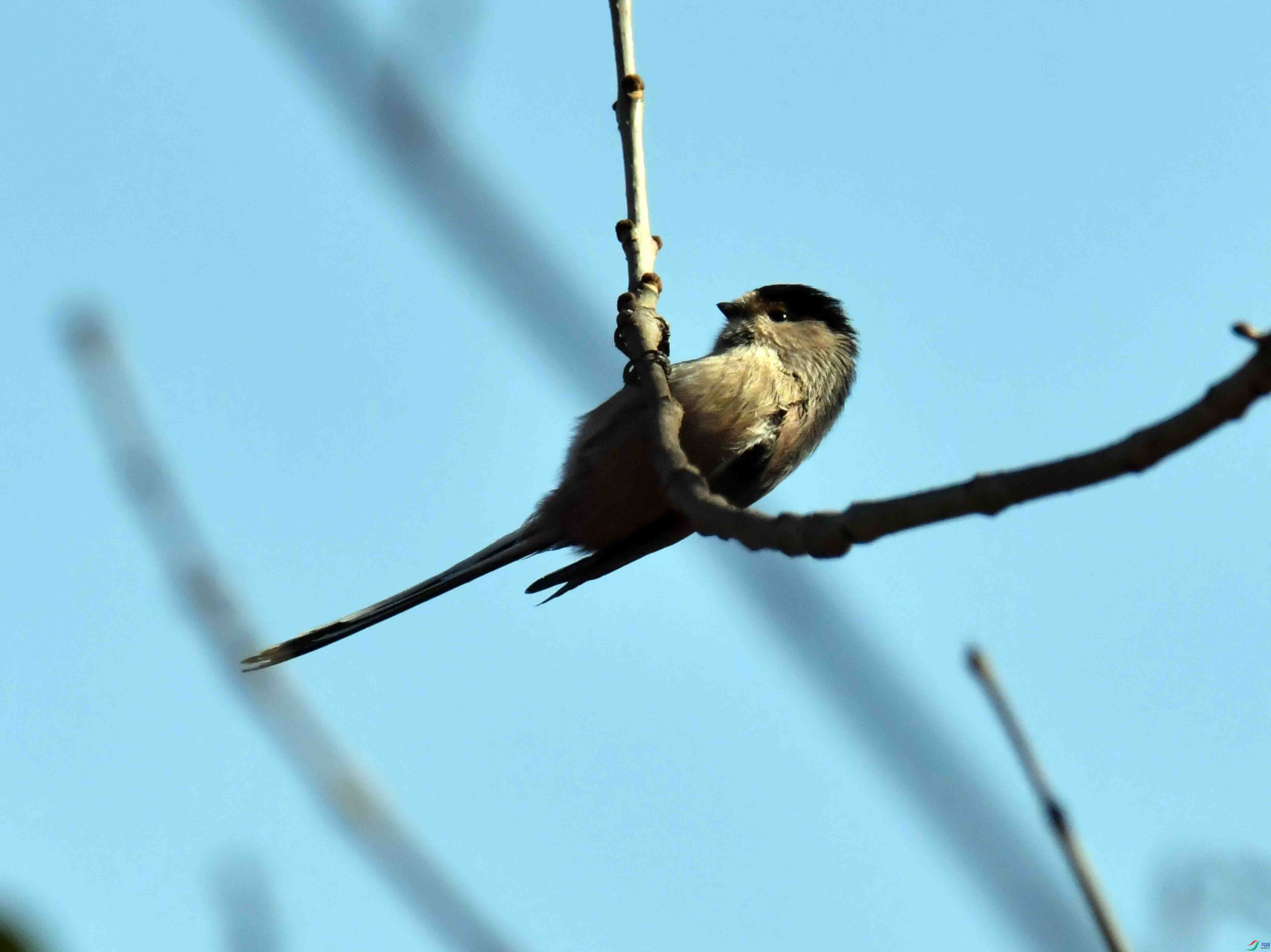 DSC_9542.JPG
