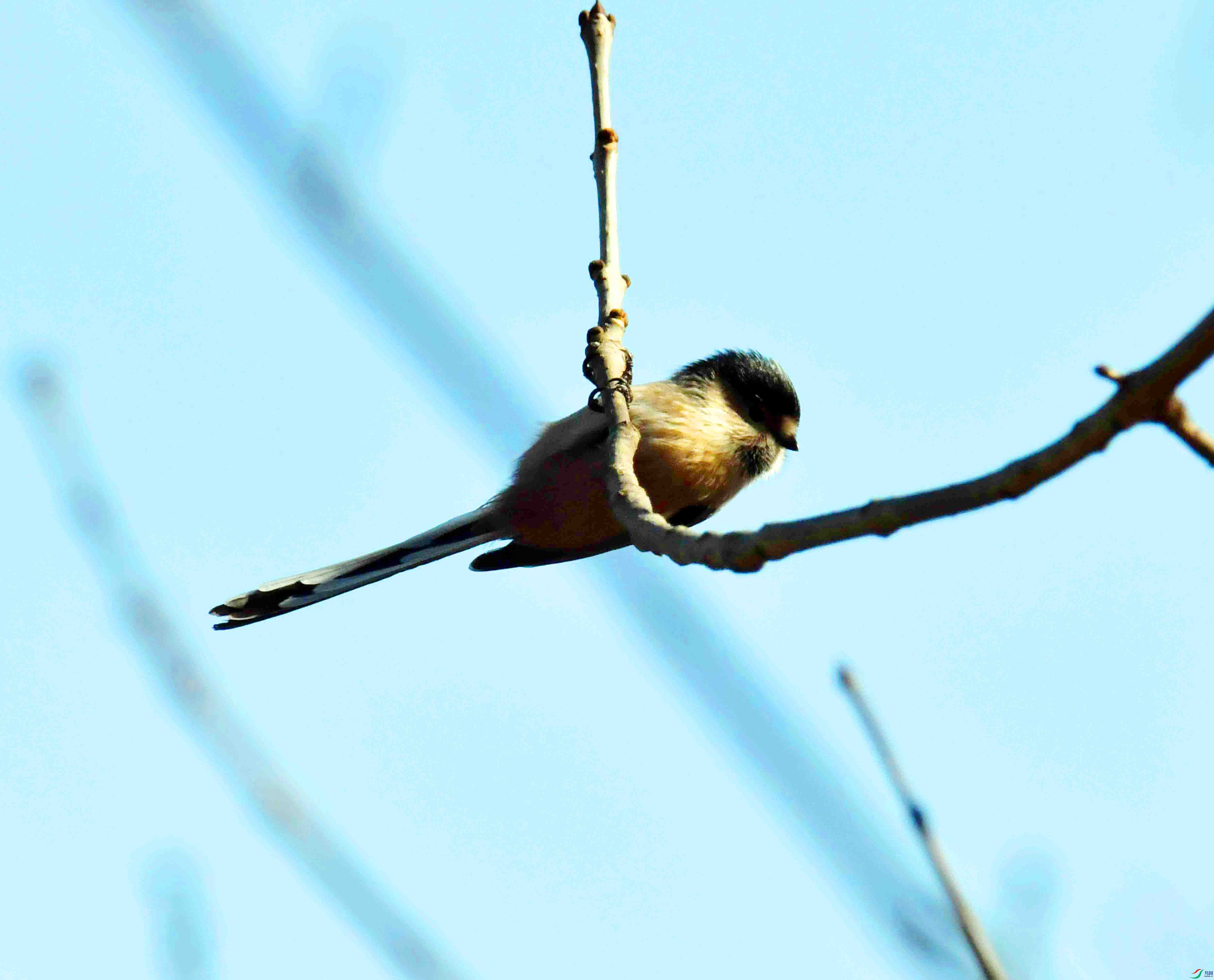 DSC_9546.JPG