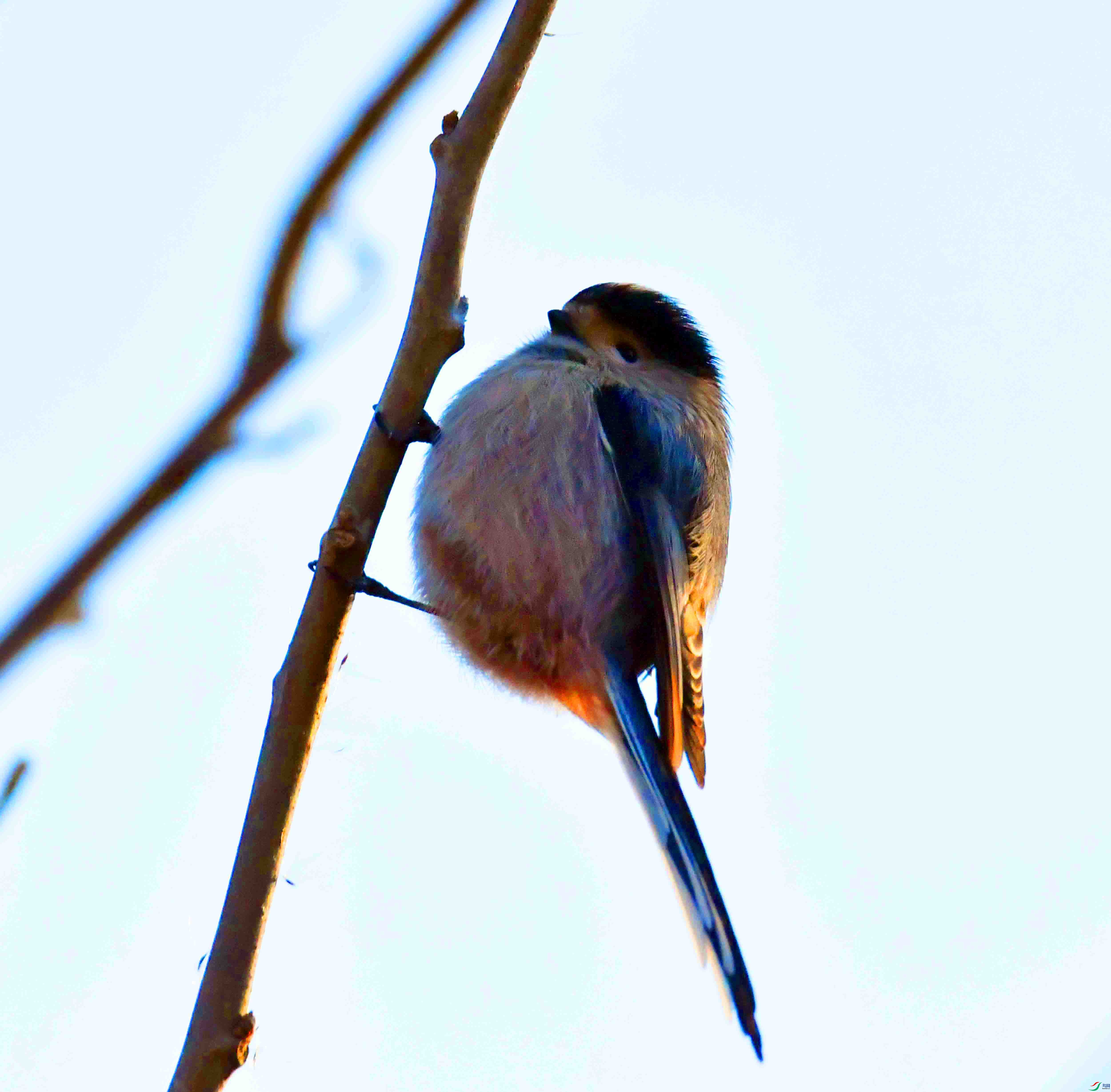 DSC_9704.JPG