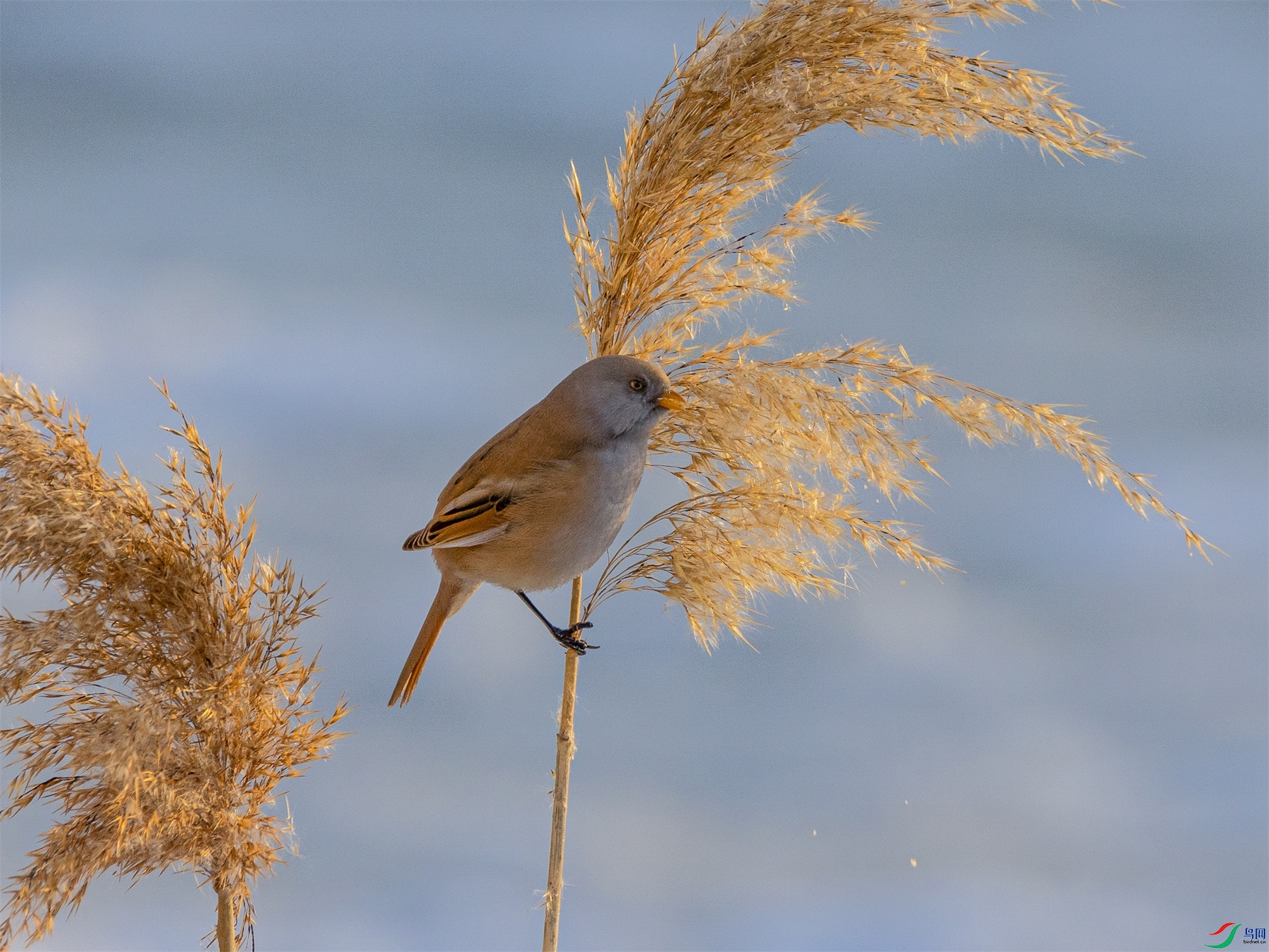 1K3A9316 ����1.jpg