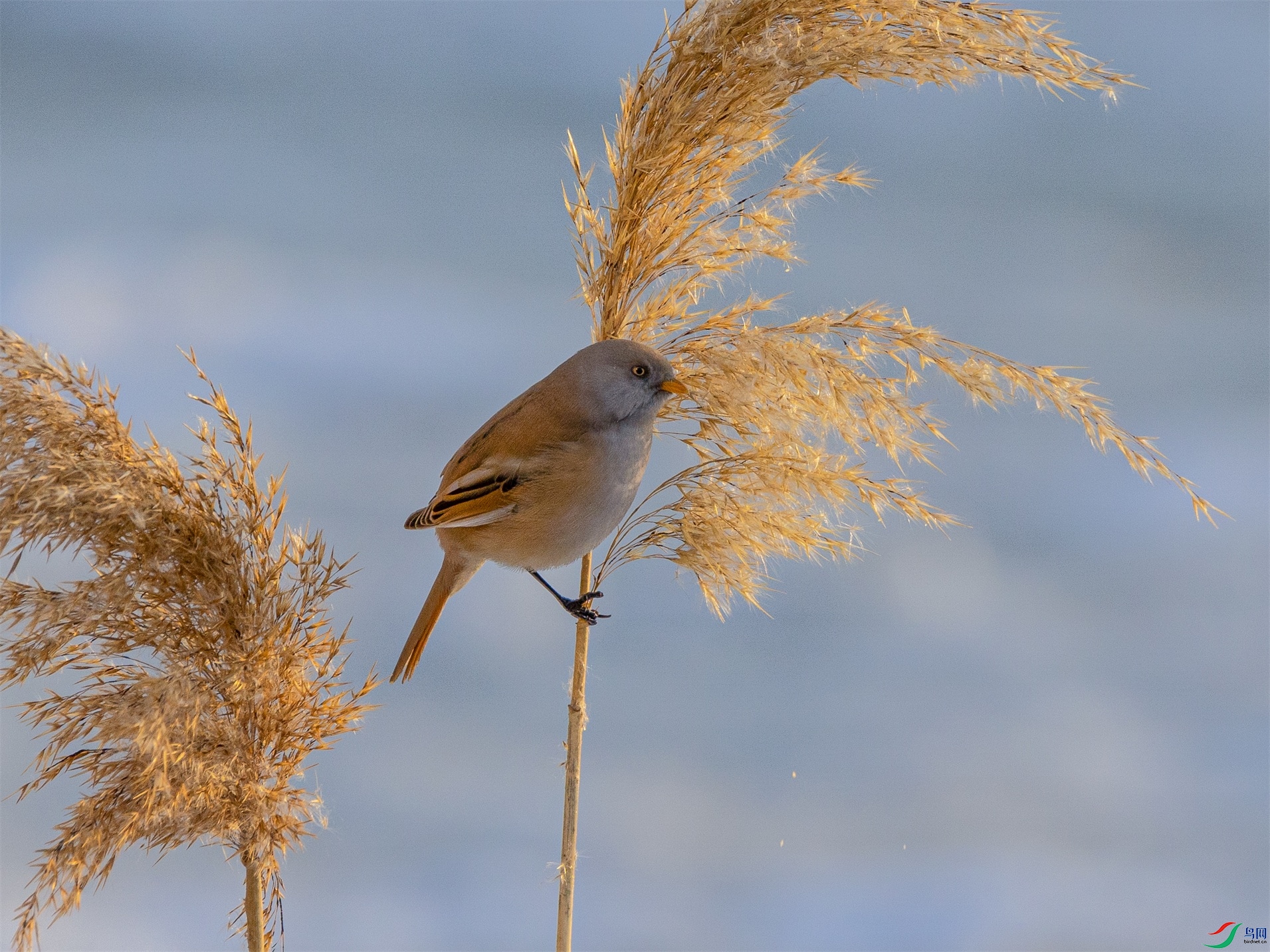 1K3A9318 ����1.jpg