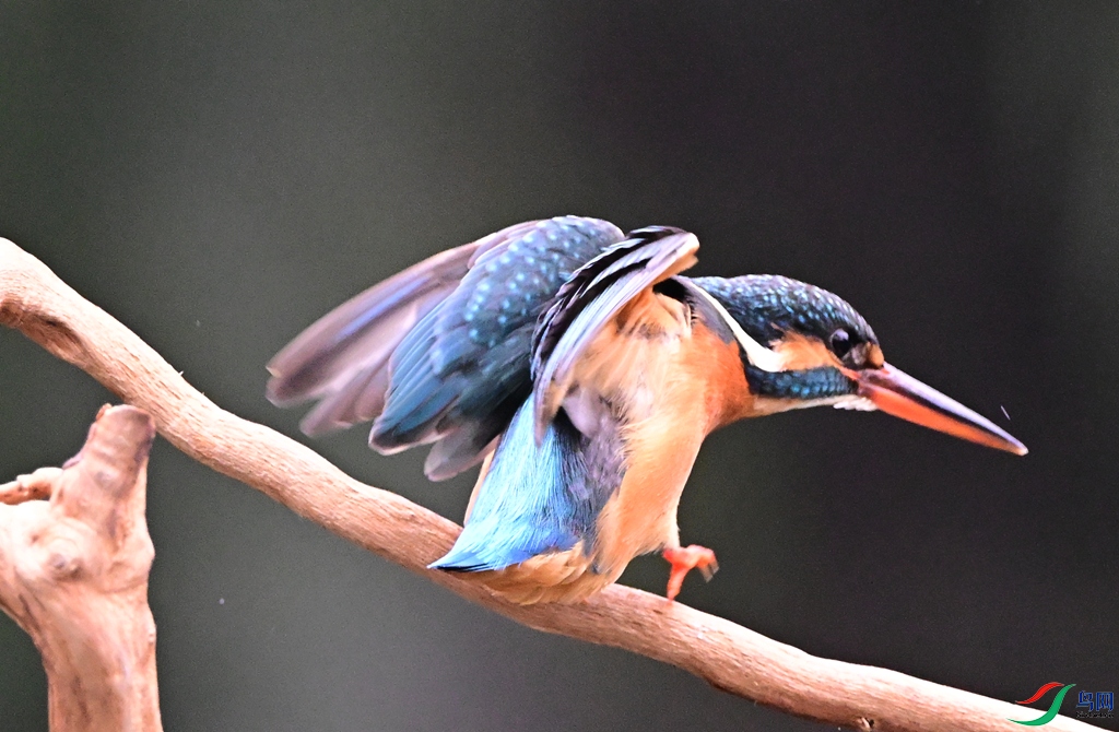DSC_6683.JPG