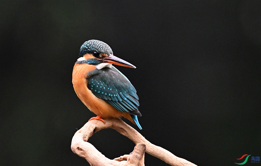 DSC_6226.JPG