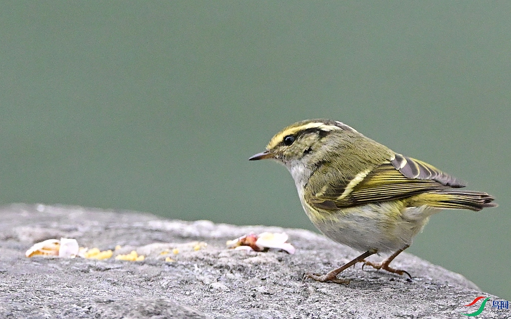 DSC_1668.JPG
