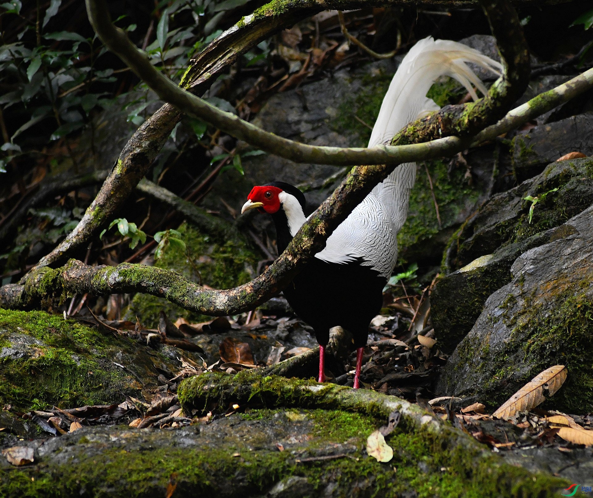 DSC_4465.jpg