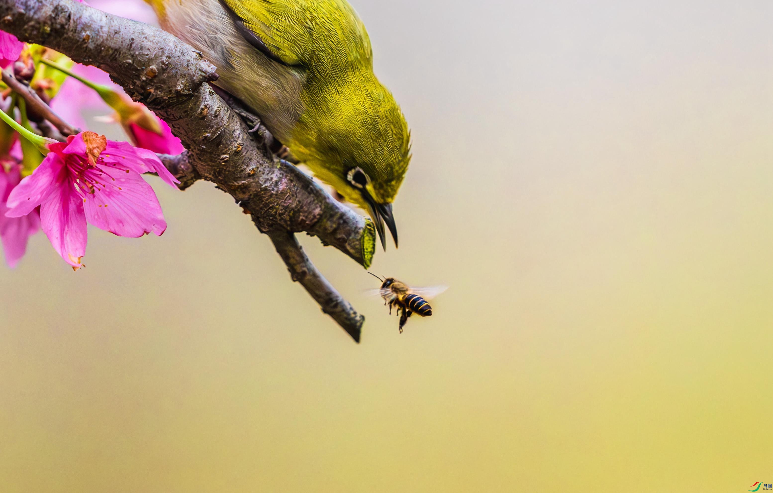 _DSC0268-����ǿ-NR_4 - ����.JPG