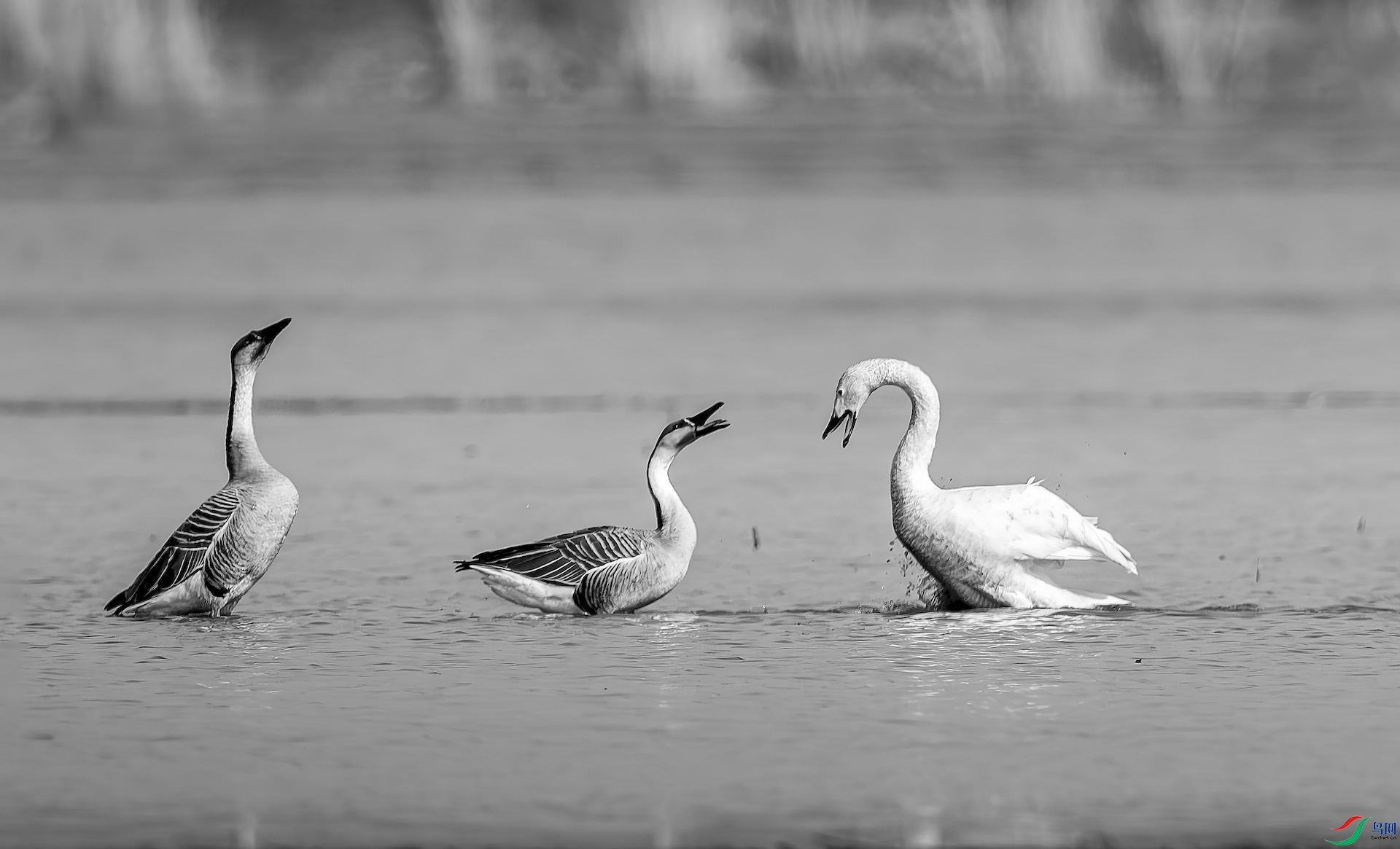 1_XXL3246-����ǿ-NR-1.jpg8905 2-1 2.jpeg