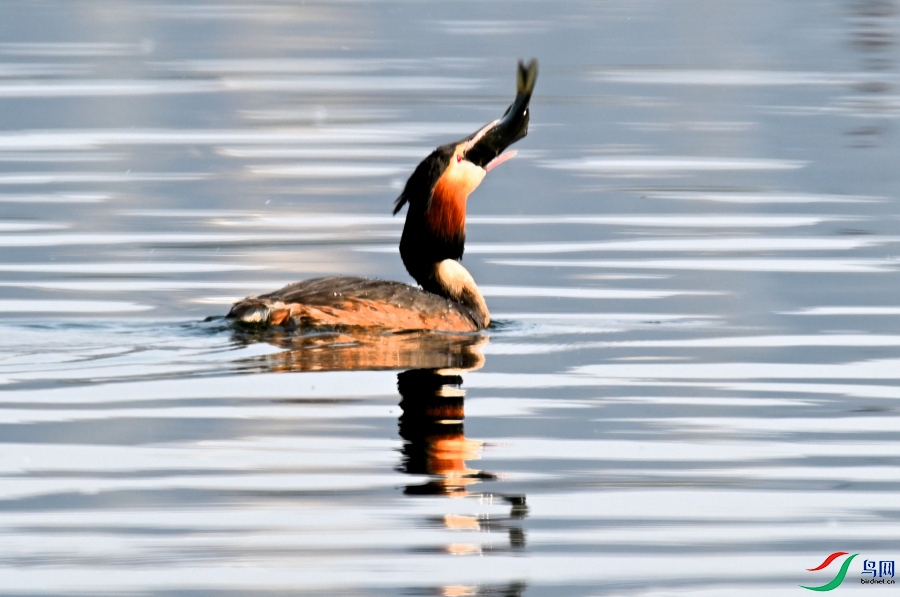 ��ʳ����