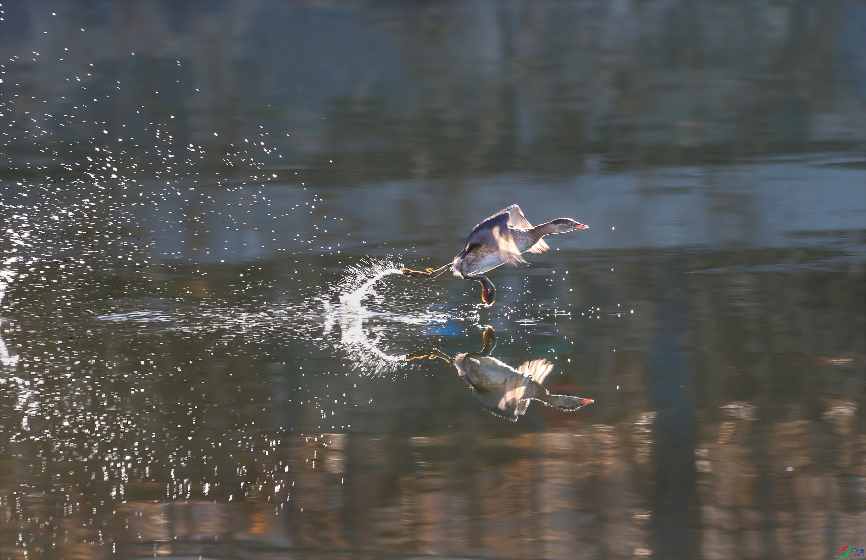 Canon-EOS-1D-X-(15).jpg