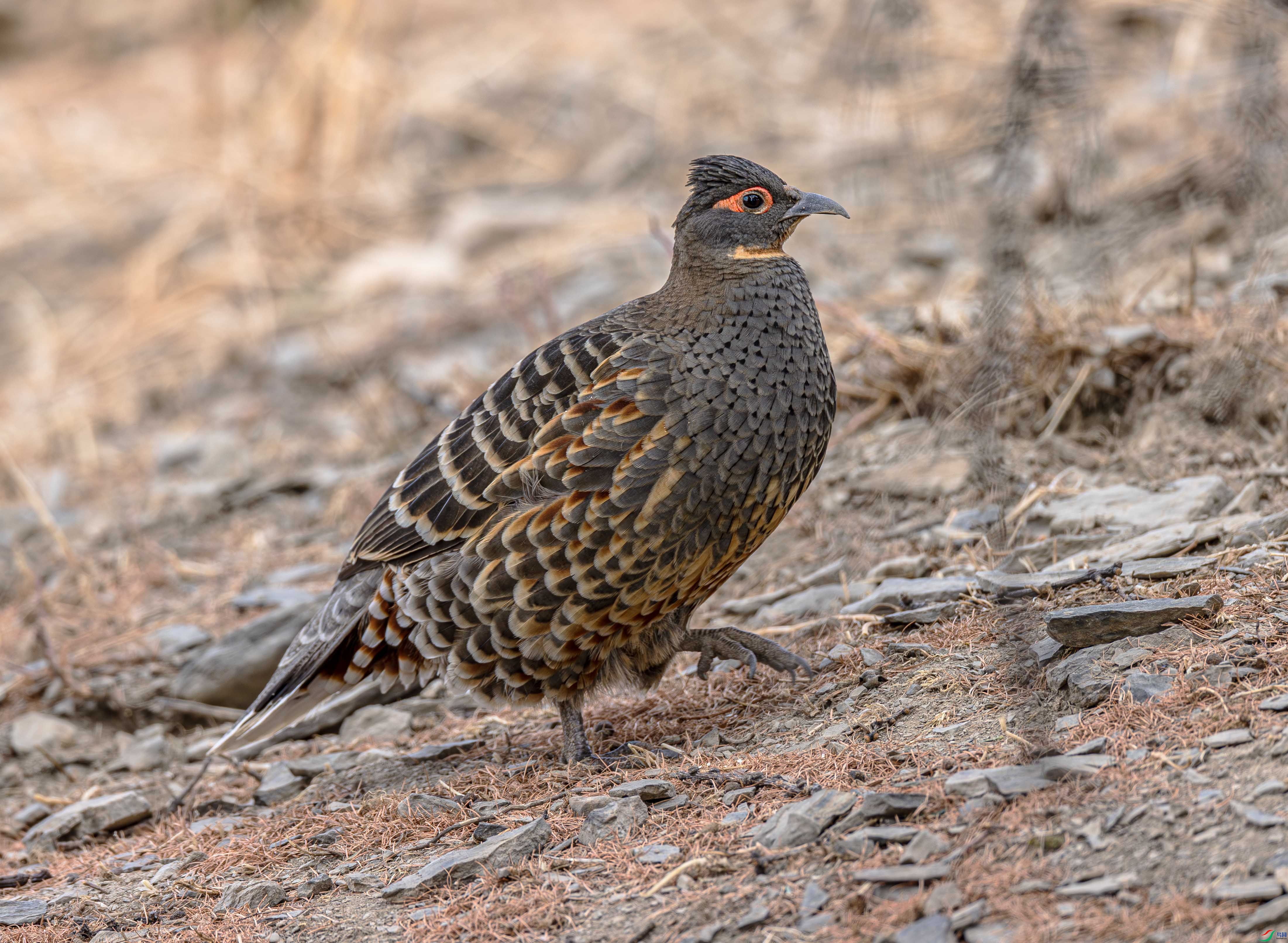 A46I4767-����ǿ-NR ����.jpg