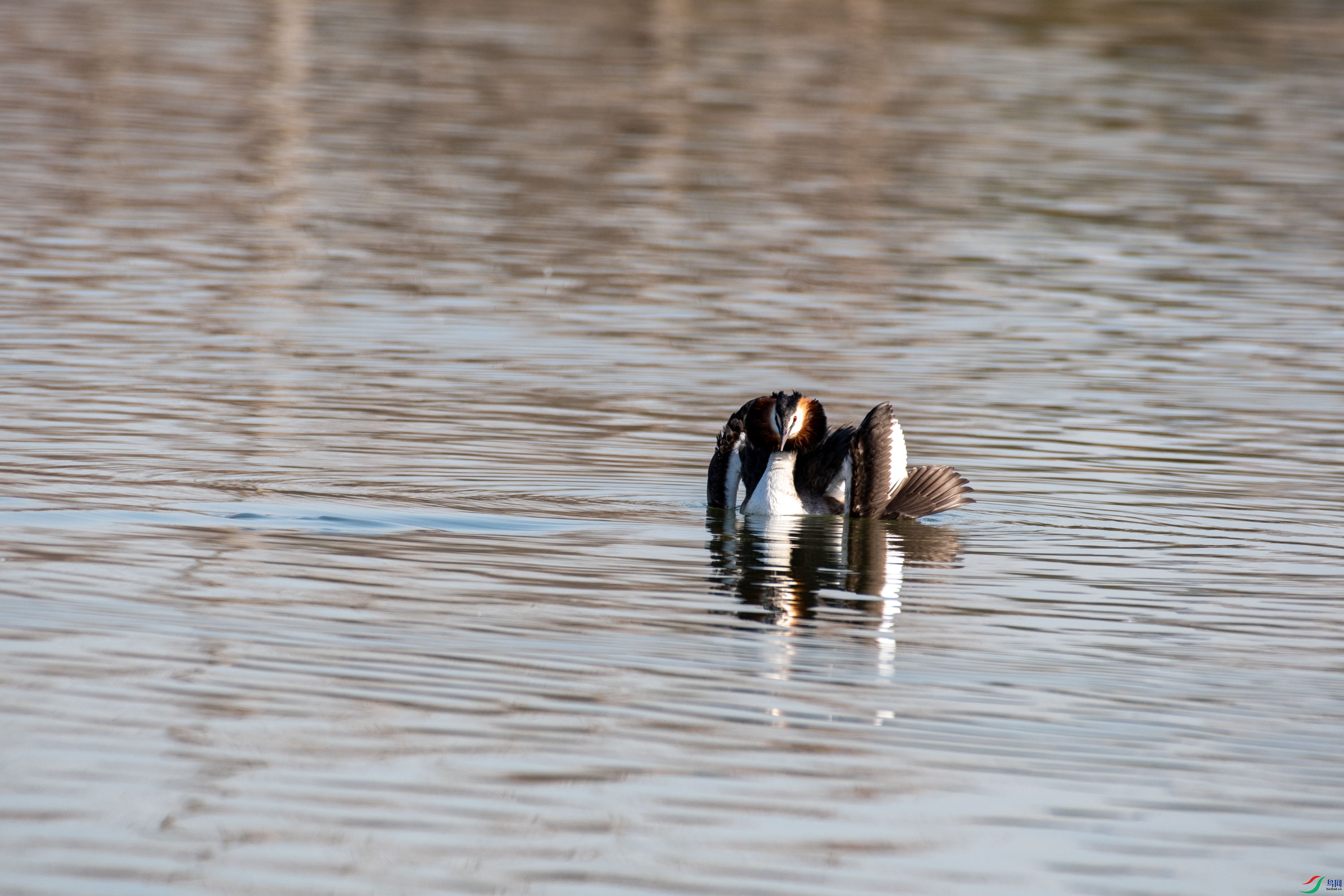 DSC_3987_1.jpg