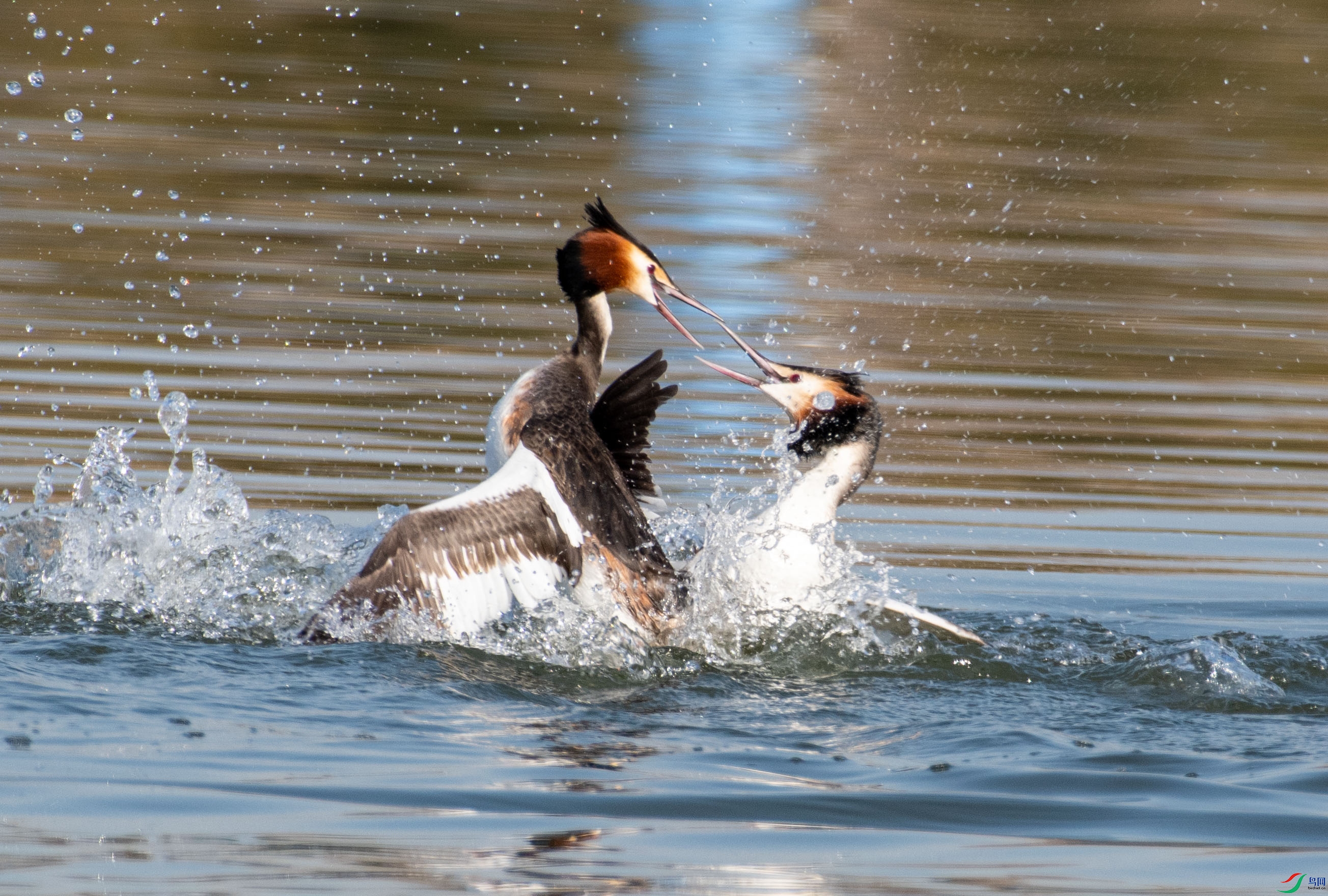 DSC_3855_1.jpg