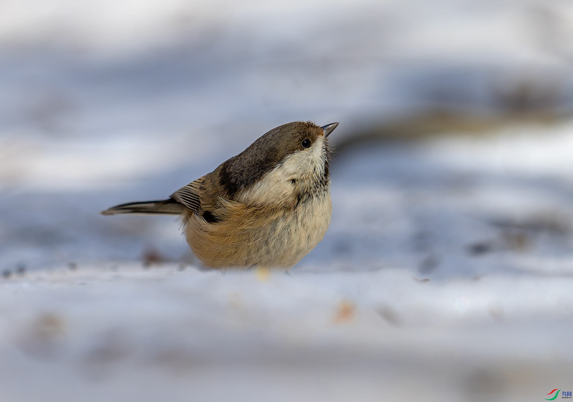 Z52_6360.jpg