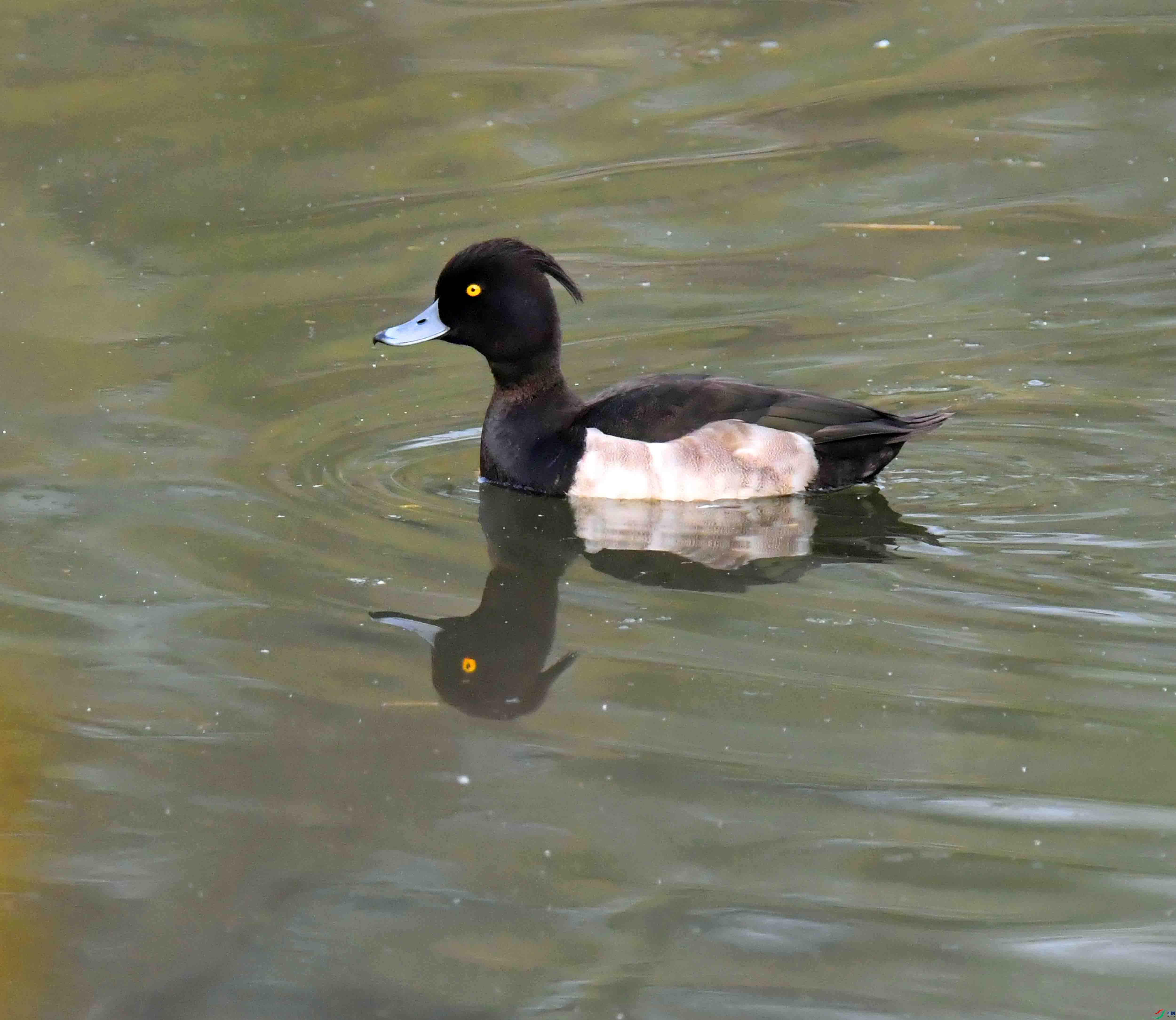 DSC_3603.JPG