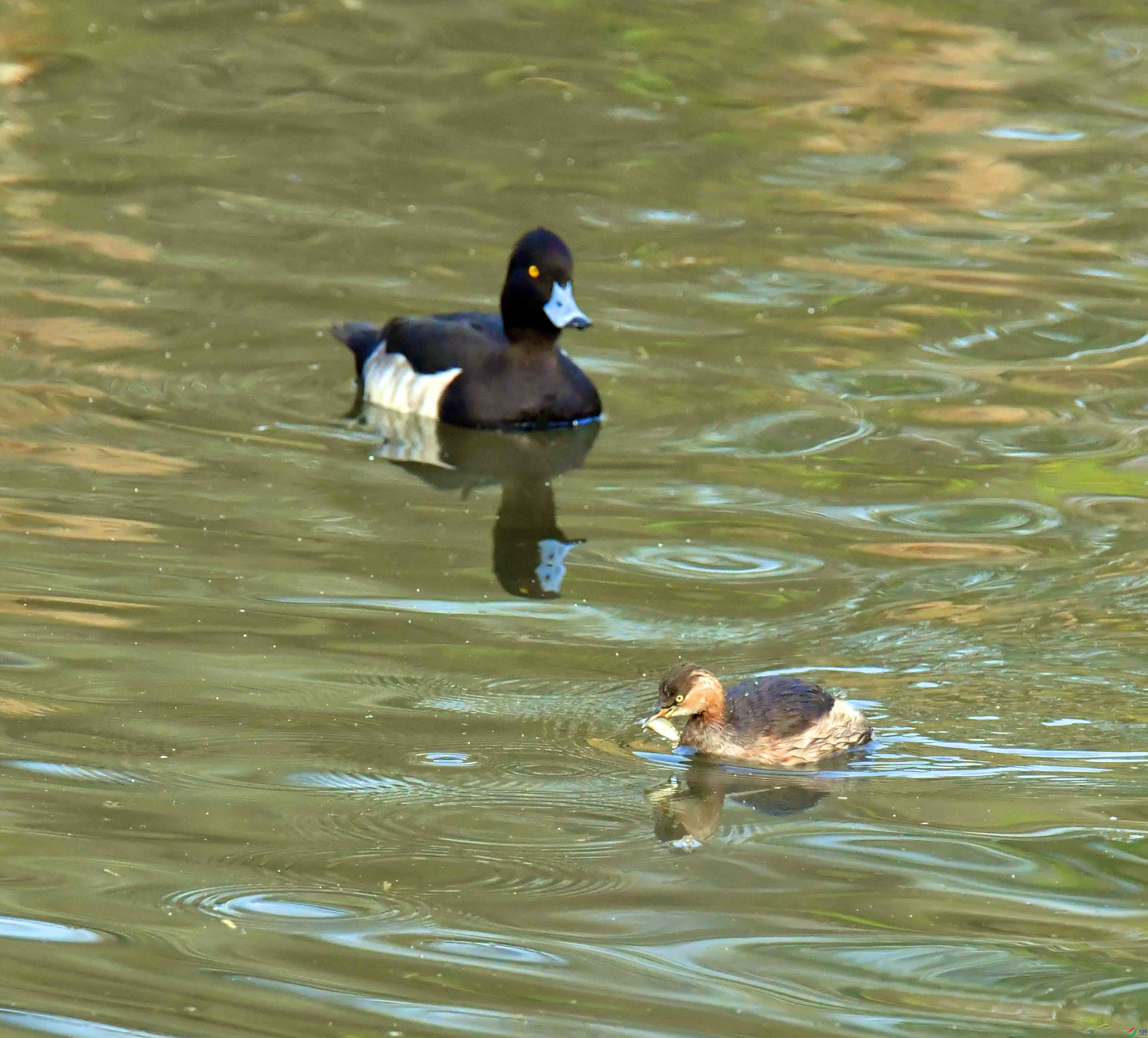 DSC_3649.JPG