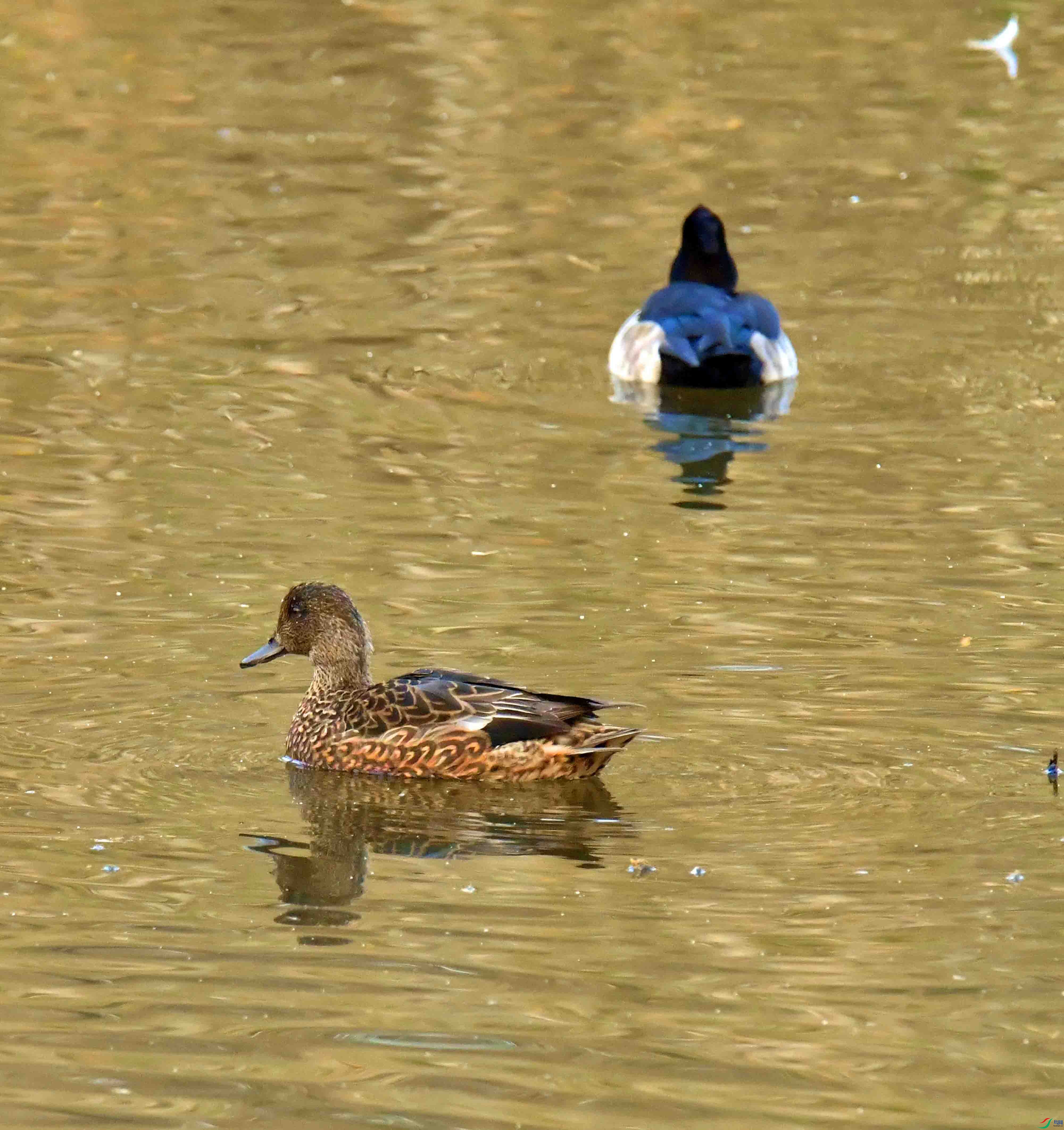 DSC_3776.JPG