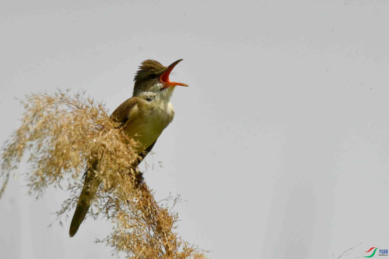 DSC_6426.JPG