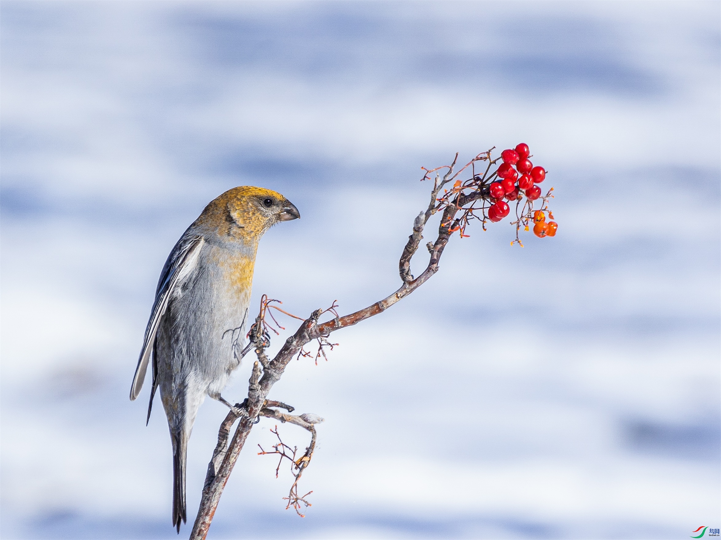 1K3A4680 ����1.jpg